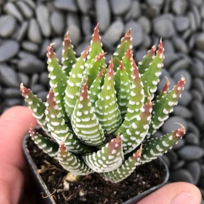 Haworthia coarctata (2" Pot)