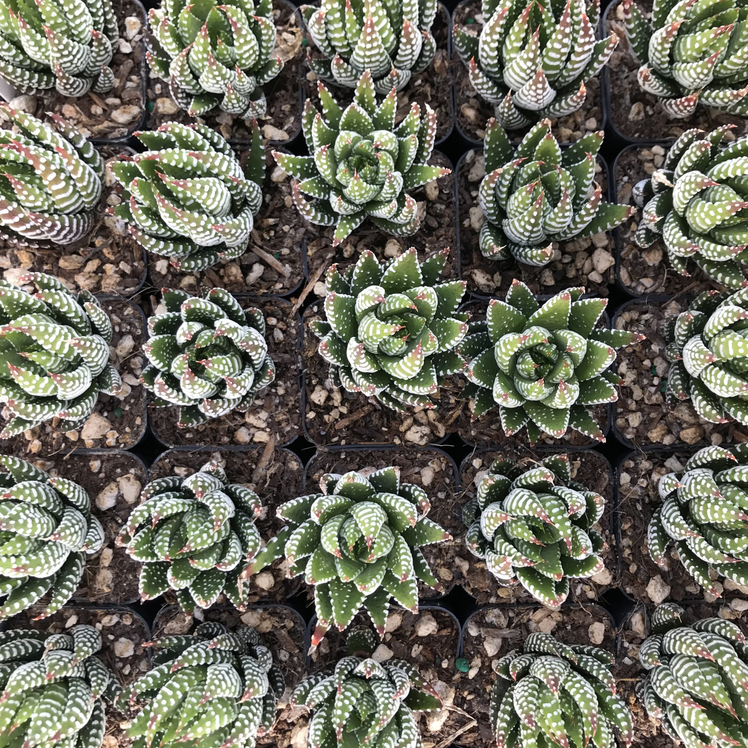 Haworthia coarctata (2" Pot) - Image 4