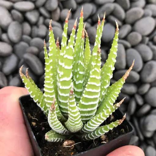 Haworthia fasciata - Zebra Plant (2" Pot) | Little Prince of Oregon Nursery