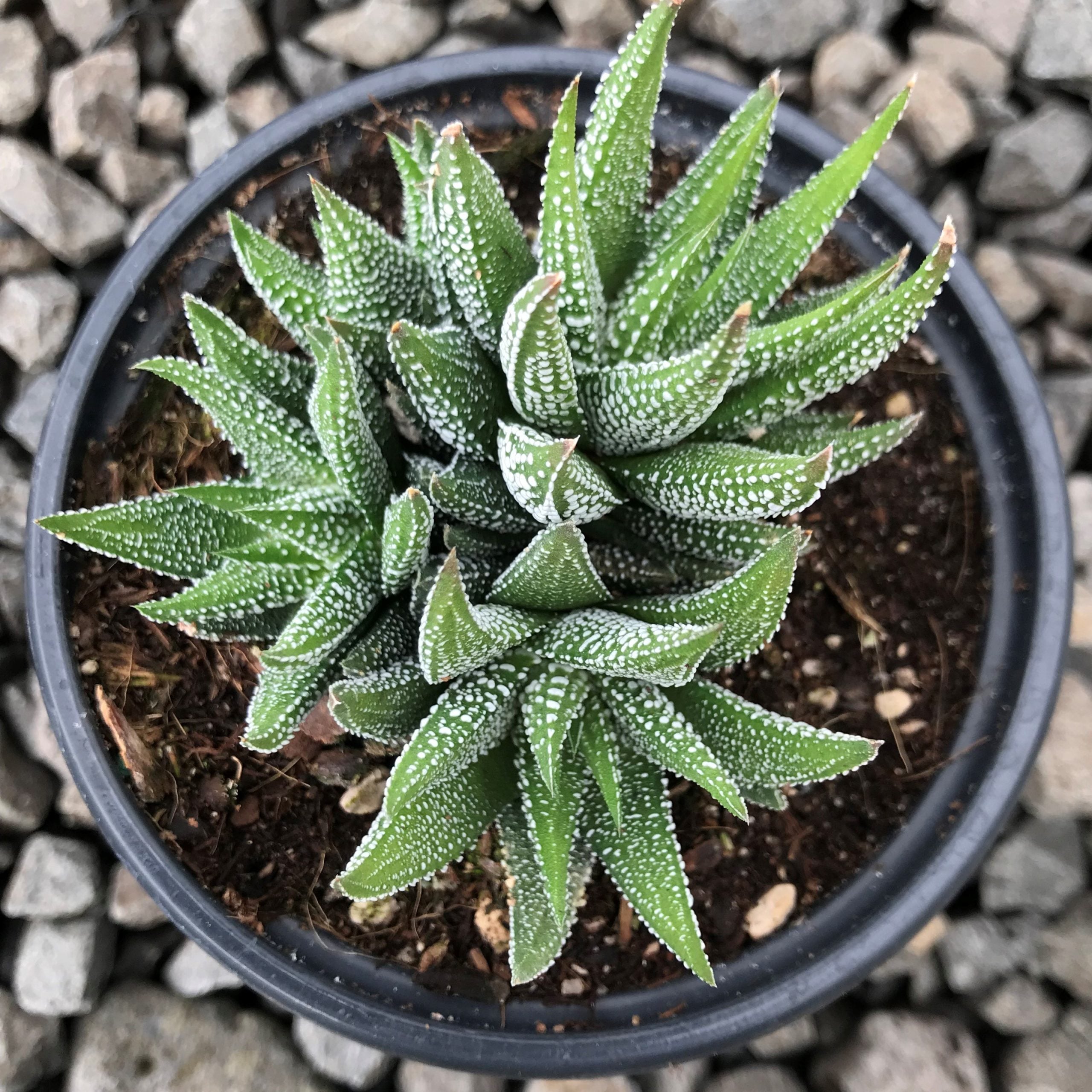 Haworthia fasciata var. concolor (4.5" Pot) - Image 2