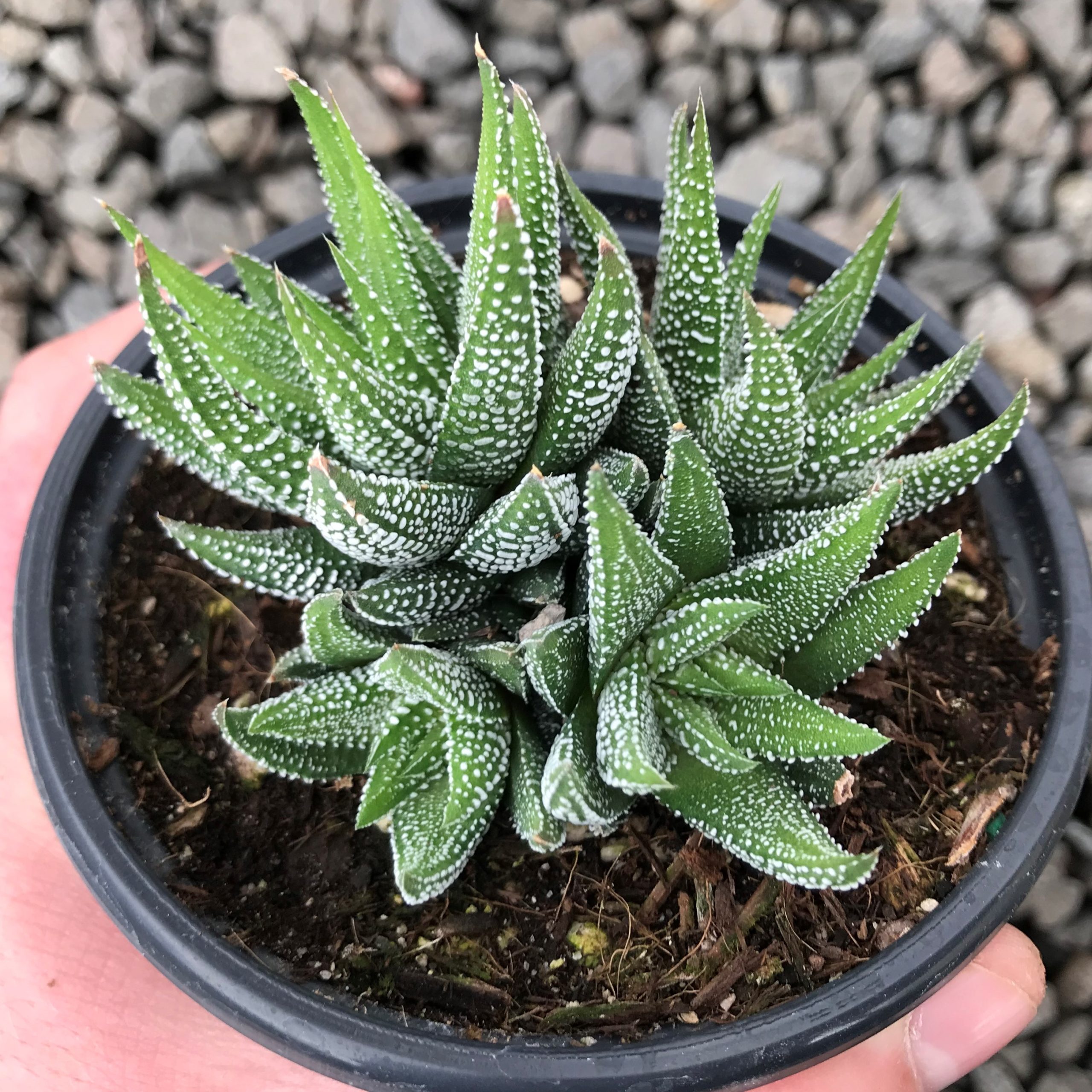 Haworthia fasciata var. concolor (4.5" Pot)