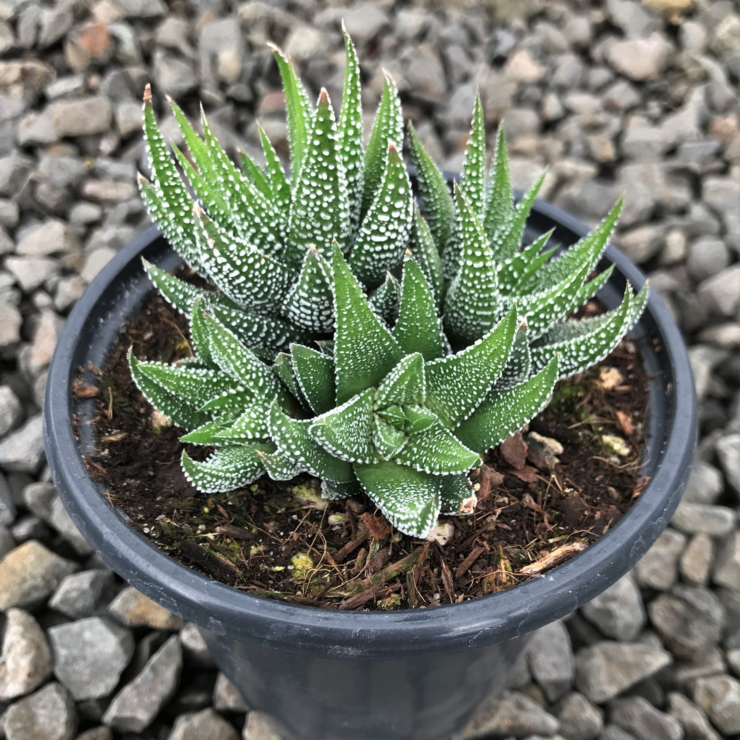 Haworthia fasciata var. concolor (4.5" Pot) - Image 3