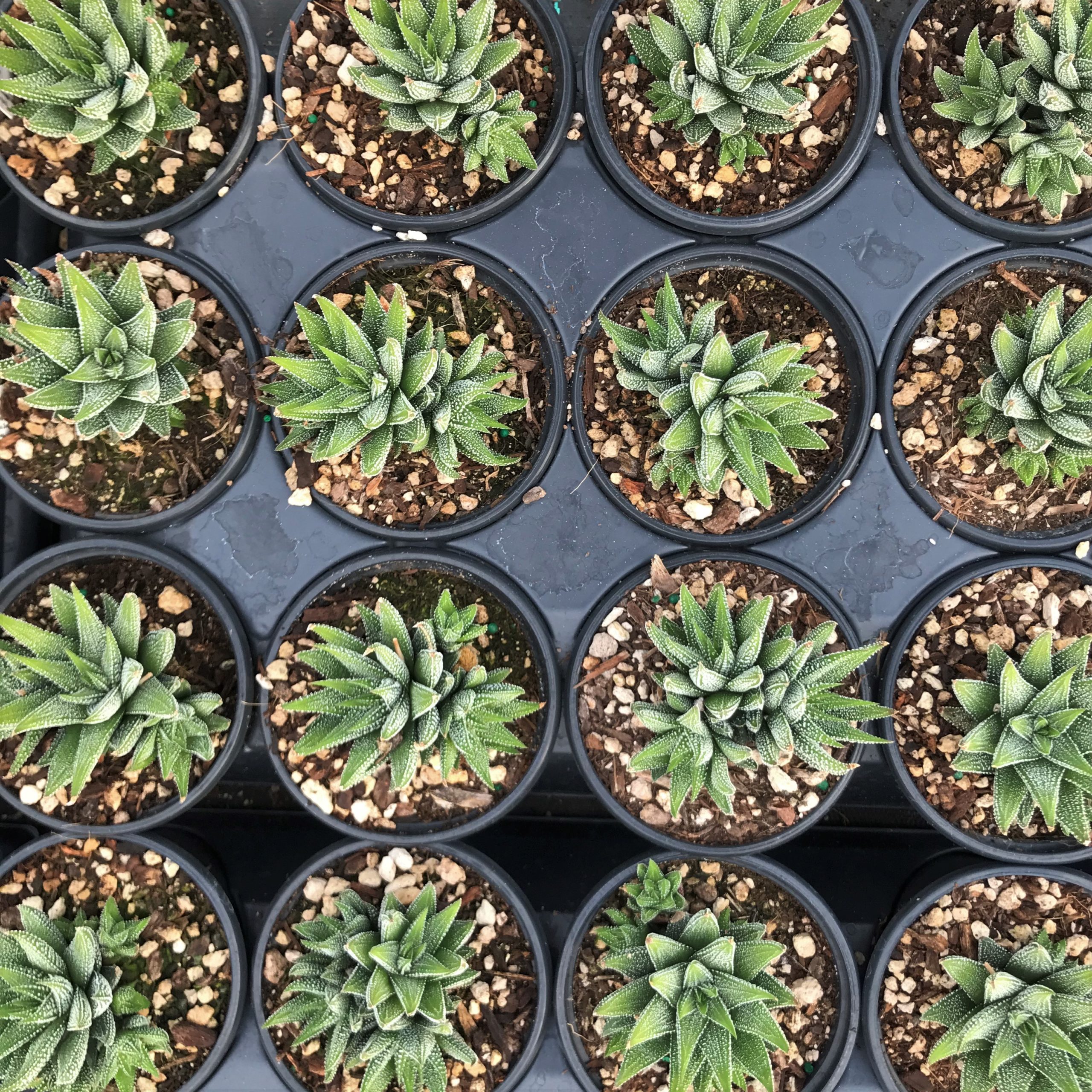 Haworthia fasciata var. concolor (4.5" Pot) - Image 4