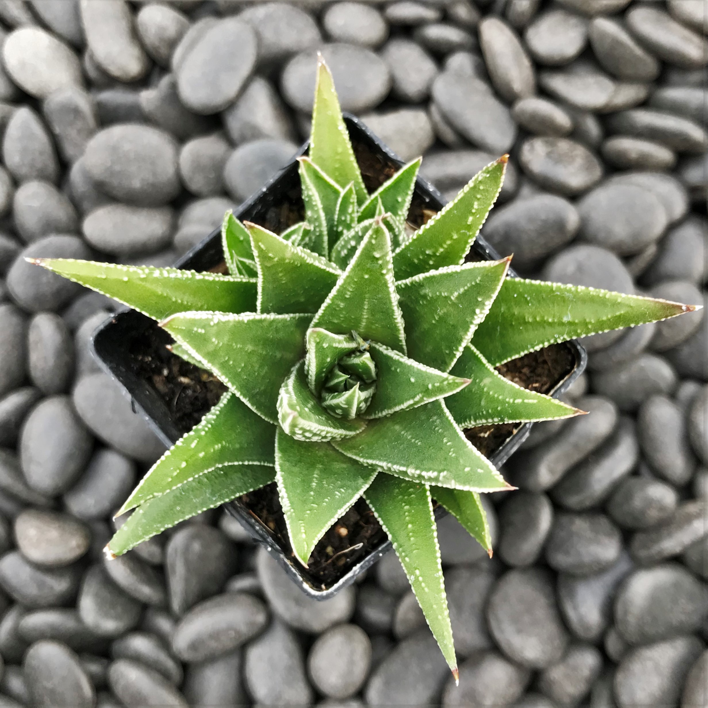Haworthia herbacea (2" Pot) - Image 2