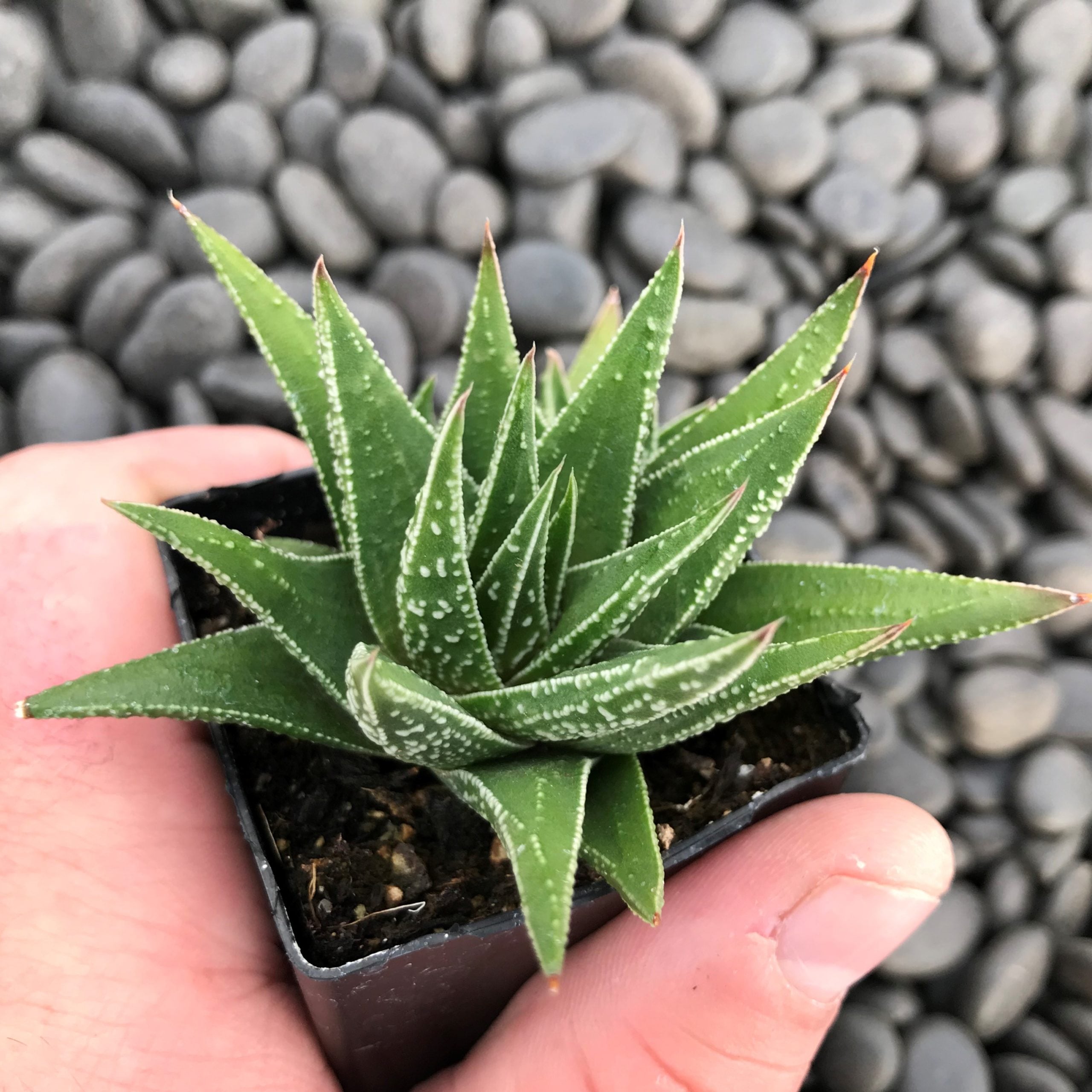 Haworthia herbacea (2" Pot) - Image 3