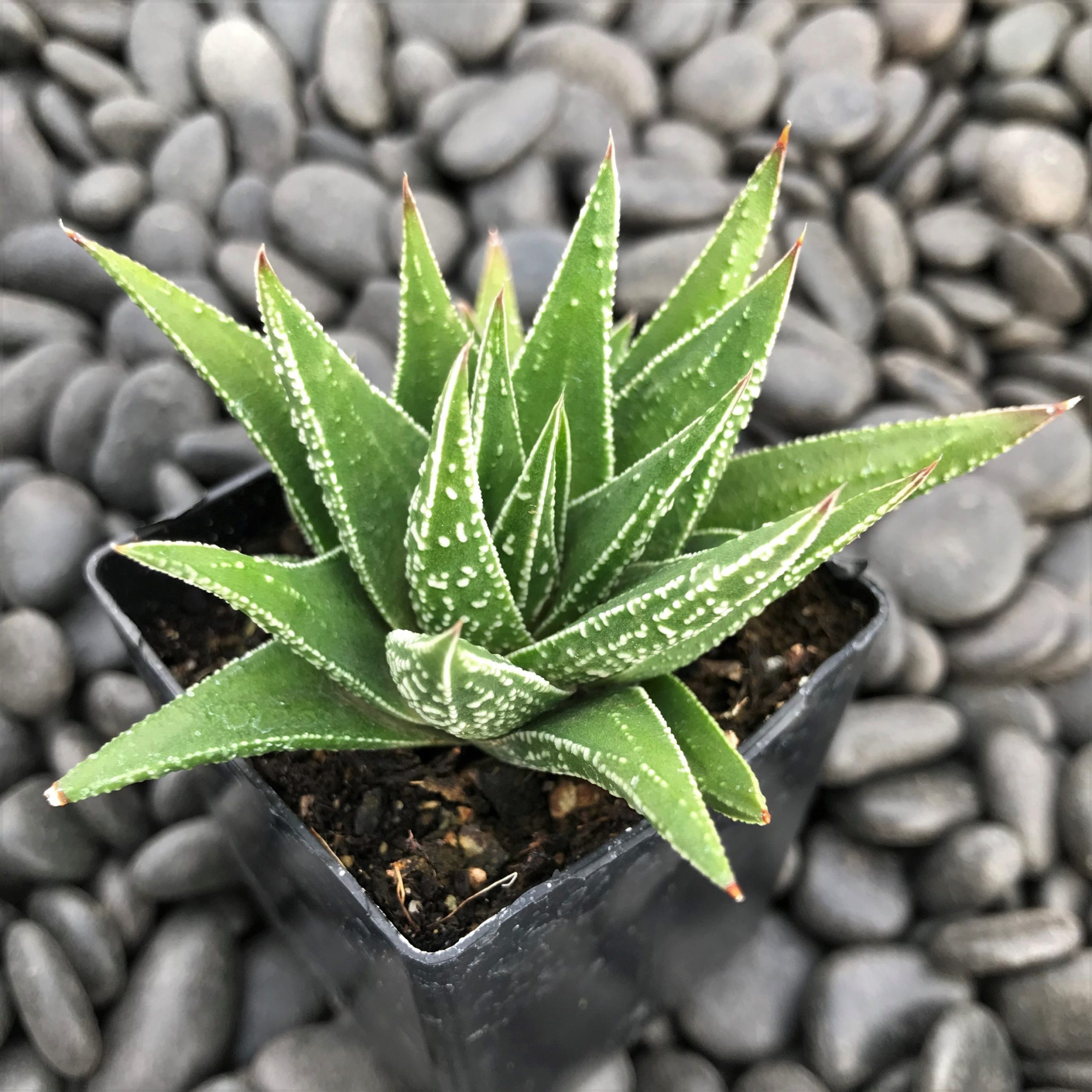 Haworthia herbacea (2" Pot)