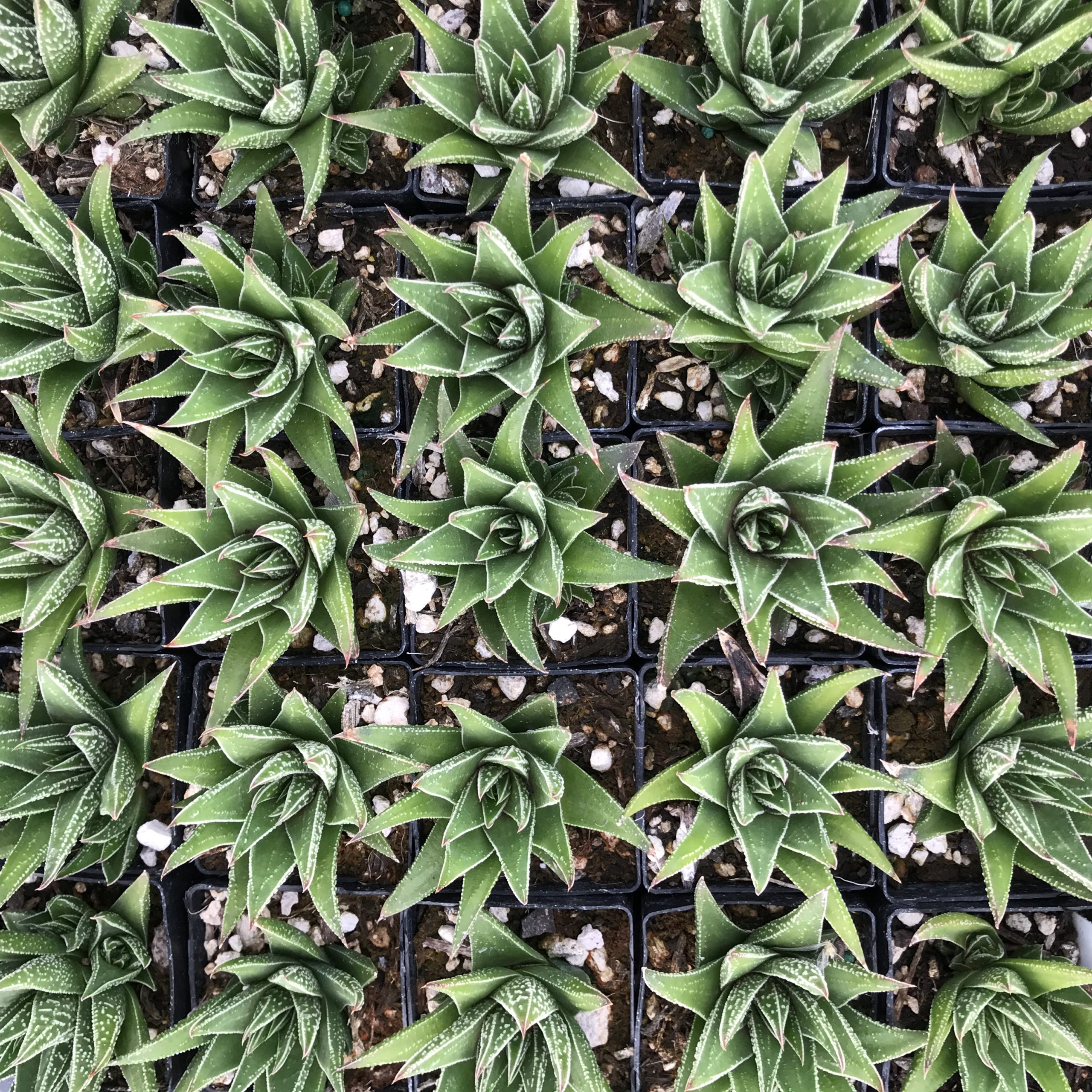Haworthia herbacea (2" Pot) - Image 4
