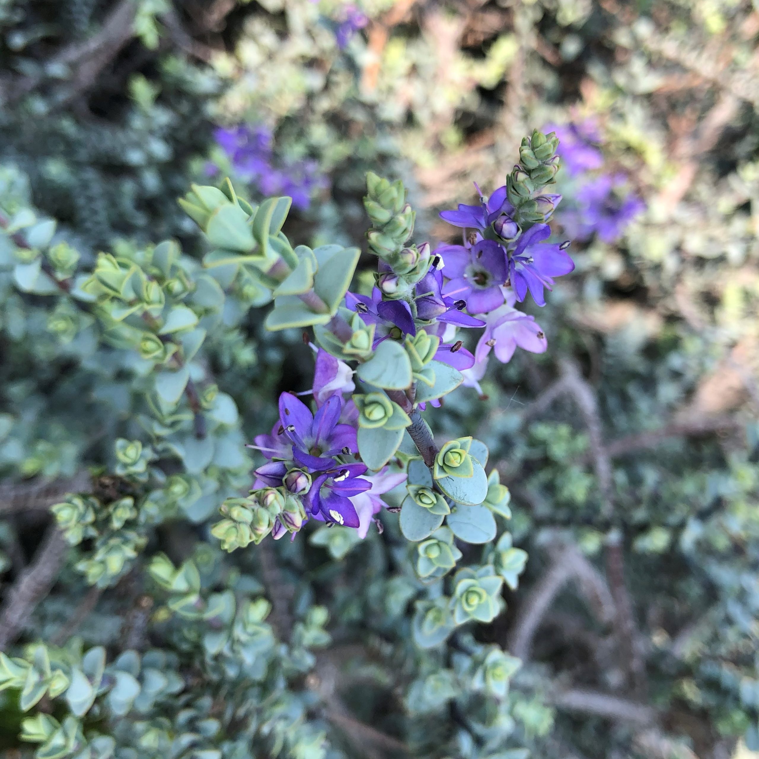 Hebe pimeleoides 'Quicksilver' (4.5" Pot) - Image 4
