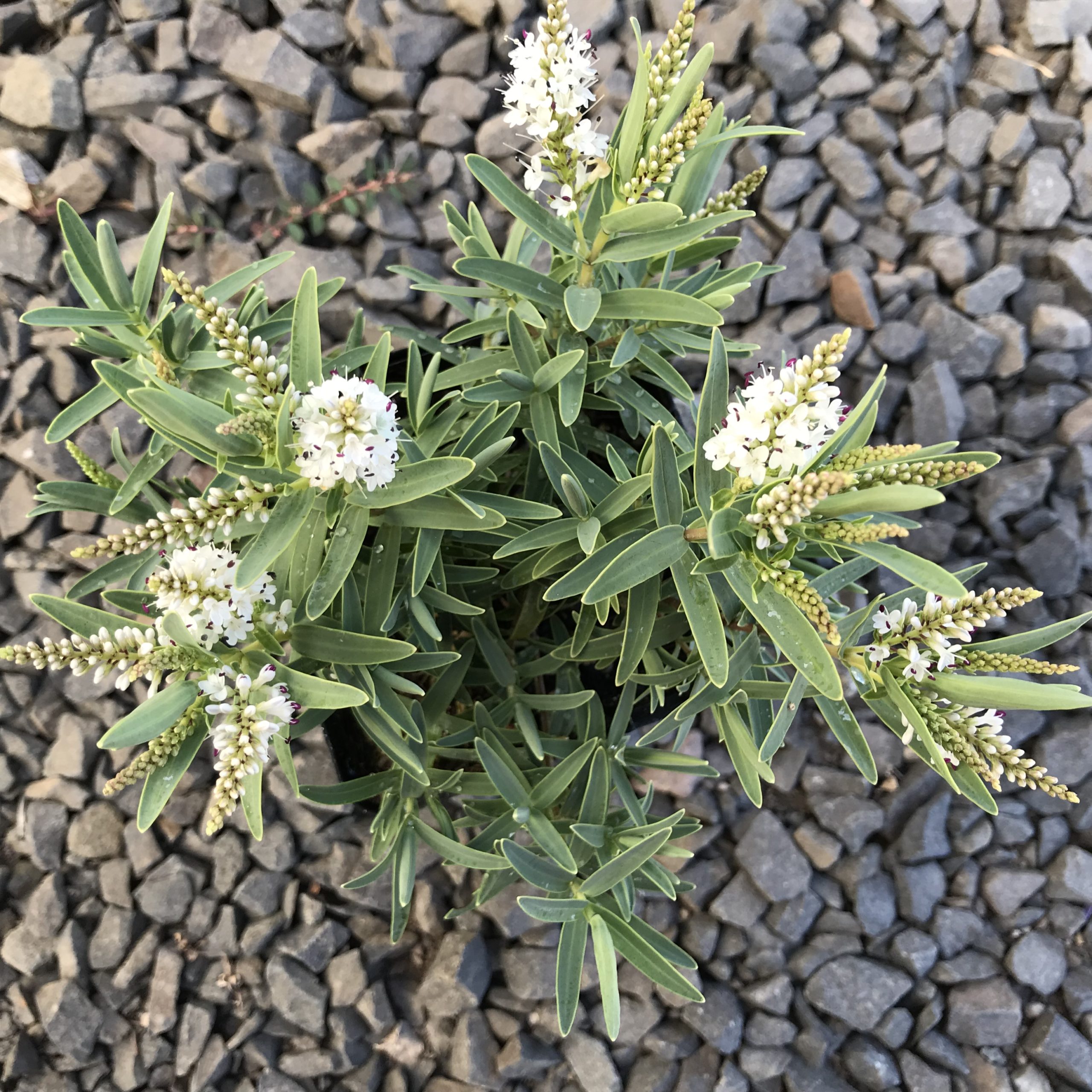 Hebe recurva 'Boughton's Silver' (4.5" Pot) - Image 3