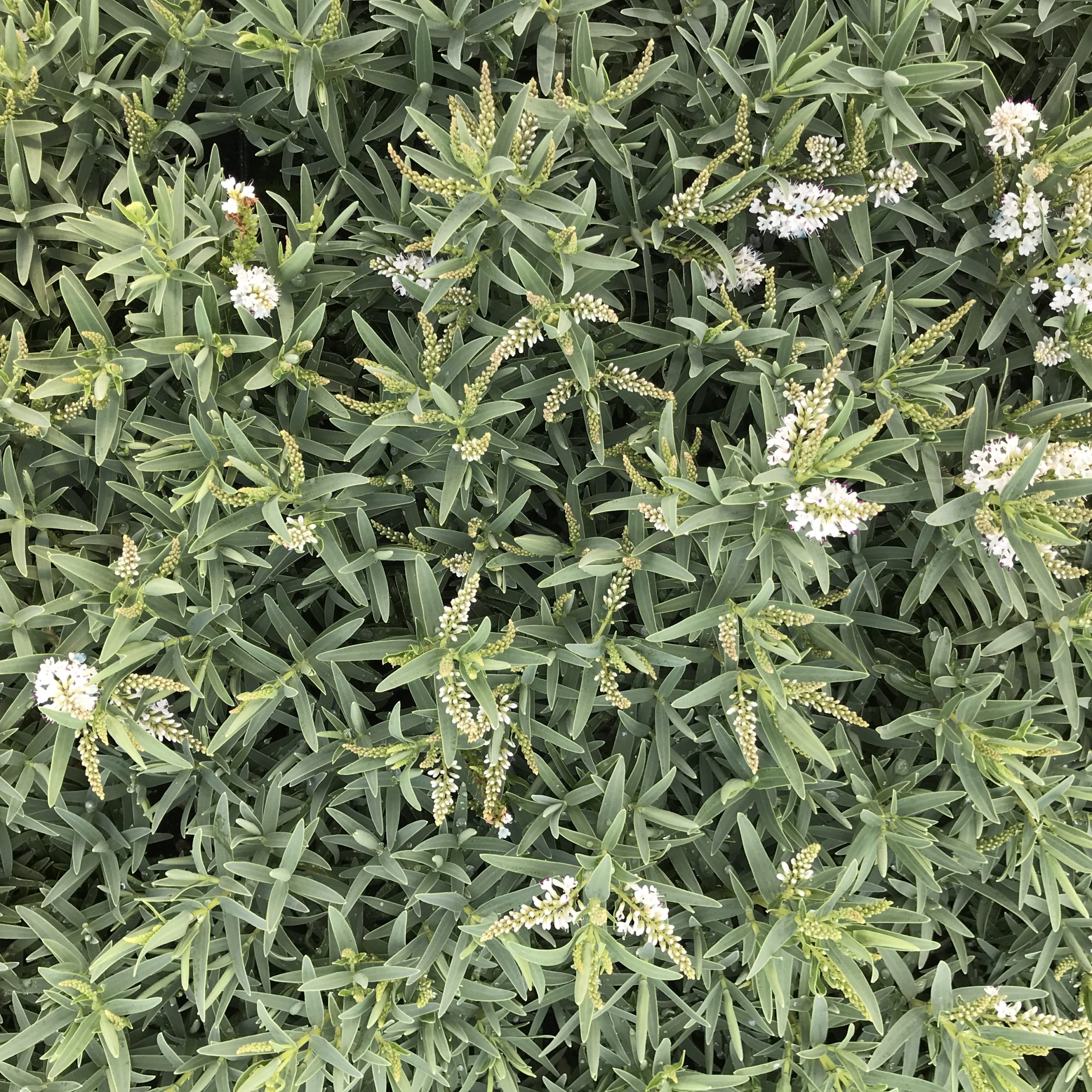 Hebe recurva 'Boughton's Silver' (4.5" Pot) - Image 4