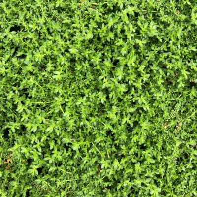 Herniaria glabra - Green Carpet (3.5" Pot)