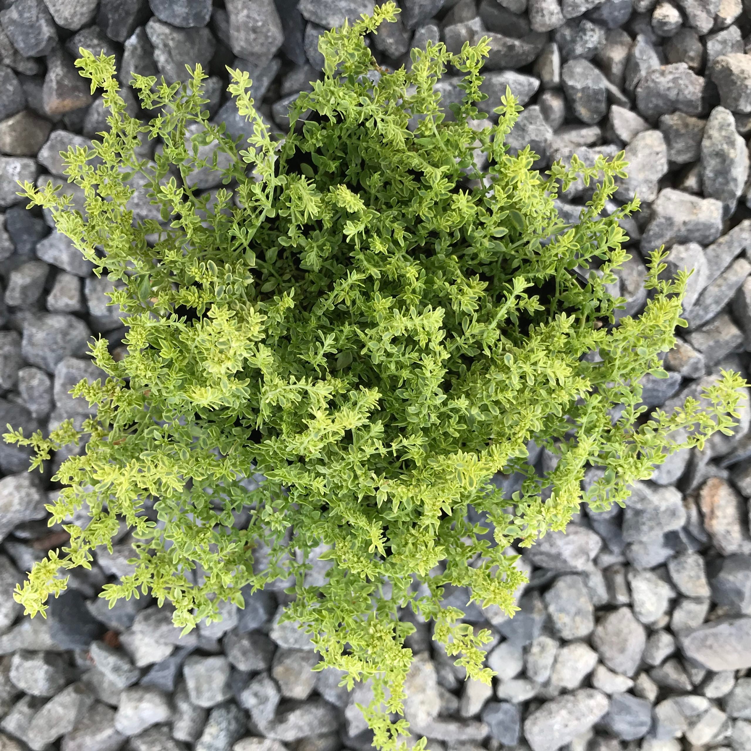 Herniaria glabra 'Sea Foam' - Sea Foam Carpet (3.5" Pot) - Image 2