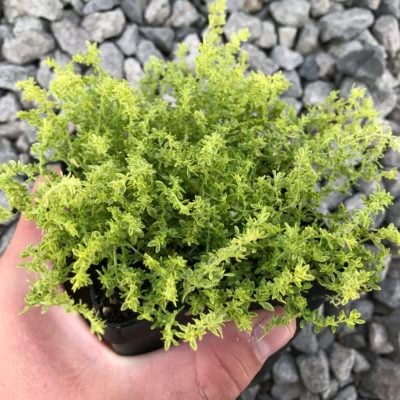 Herniaria glabra 'Sea Foam' - Sea Foam Carpet (3.5" Pot)