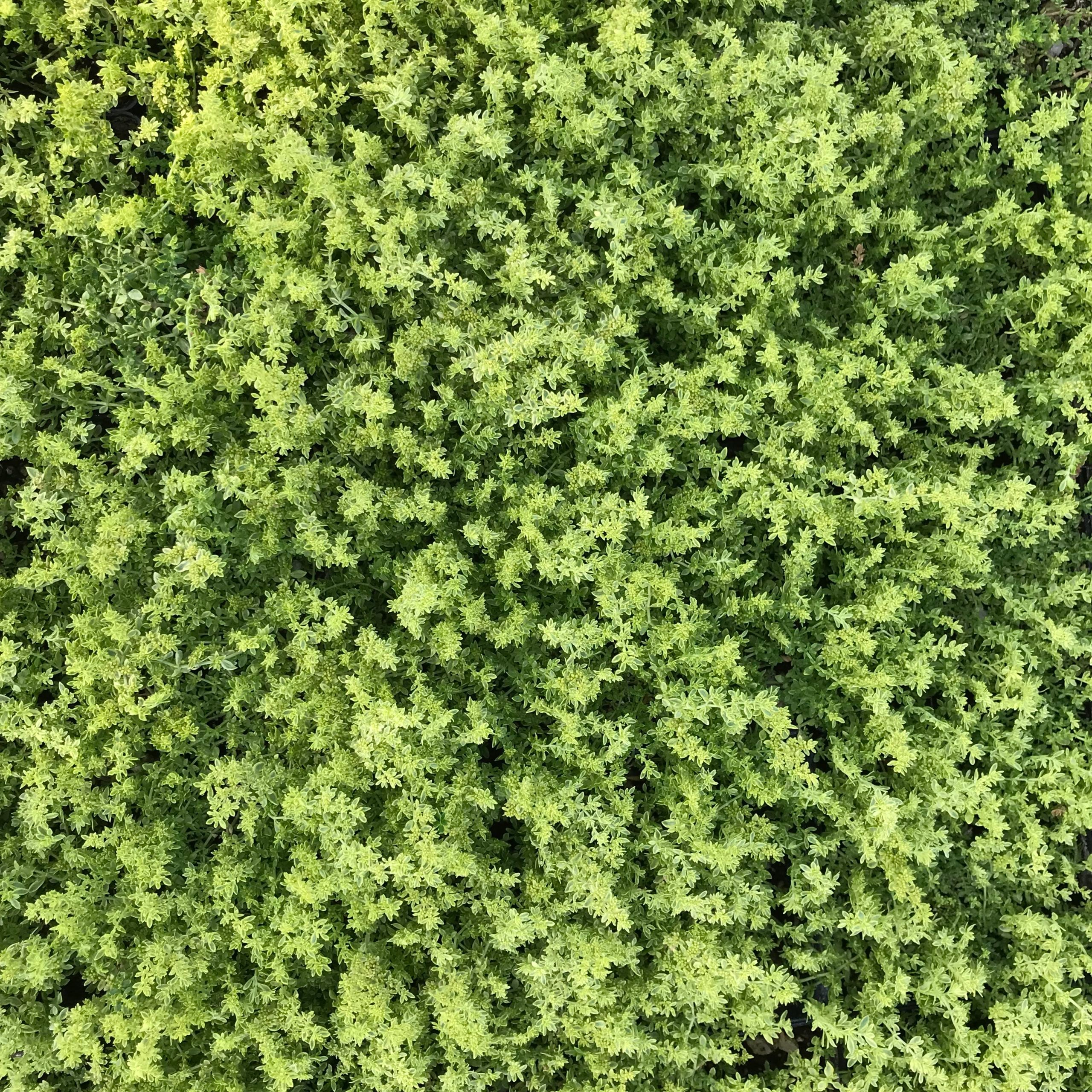 Herniaria glabra 'Sea Foam' - Sea Foam Carpet (3.5" Pot) - Image 3