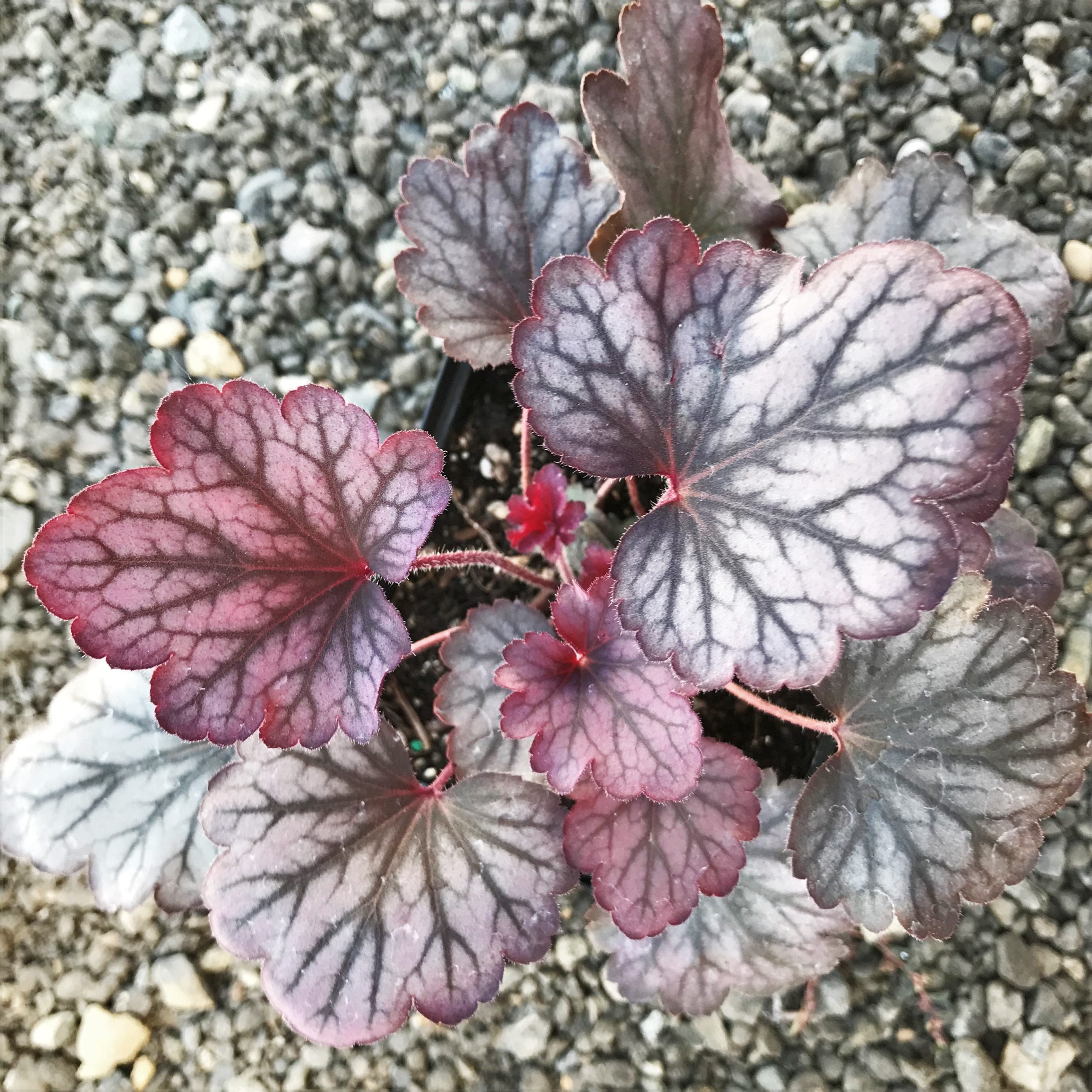 Heuchera 'Carnival Rose Granita'- Coral Bells (4.5" Pot) - Image 3