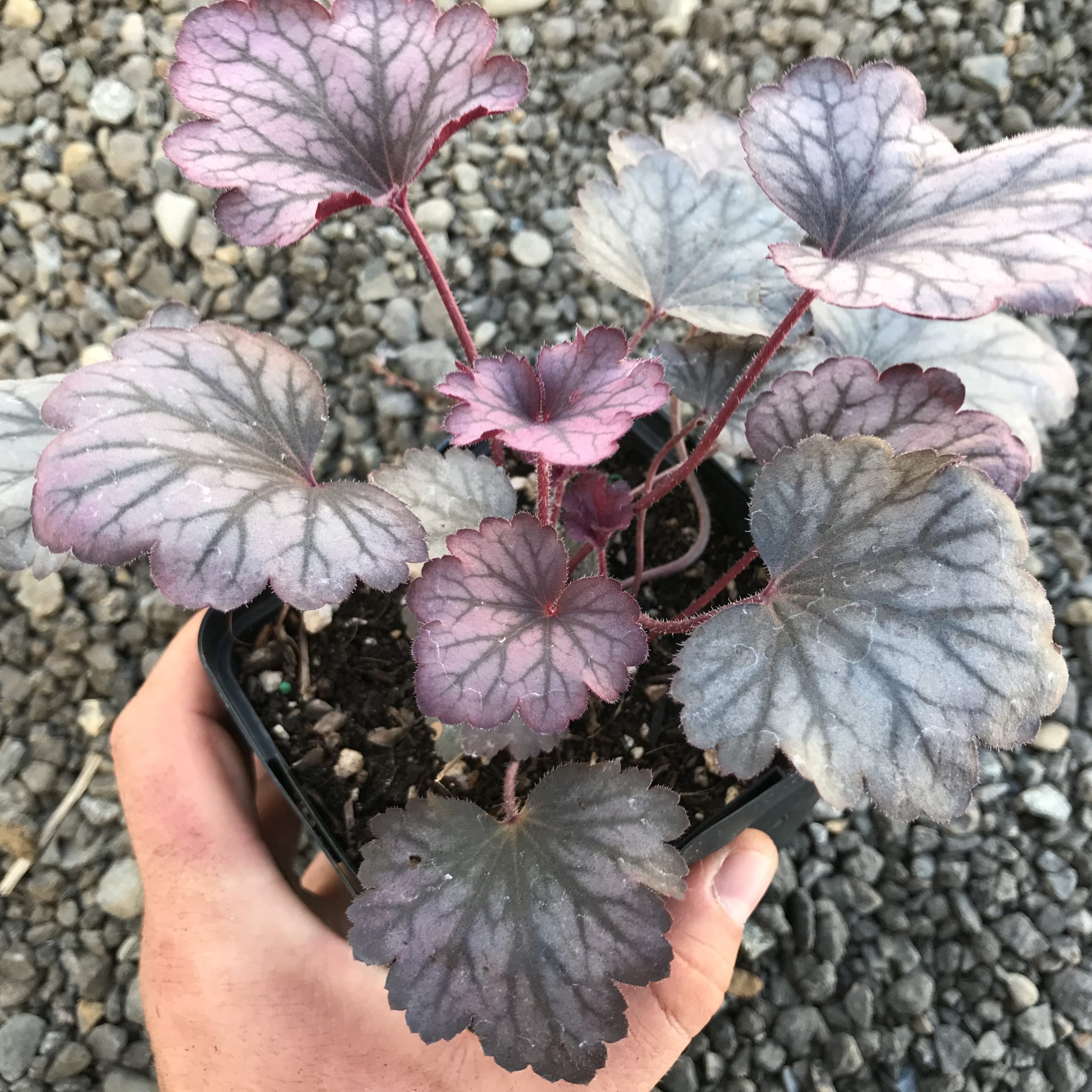 Heuchera 'Carnival Rose Granita'- Coral Bells (4.5" Pot) - Image 4