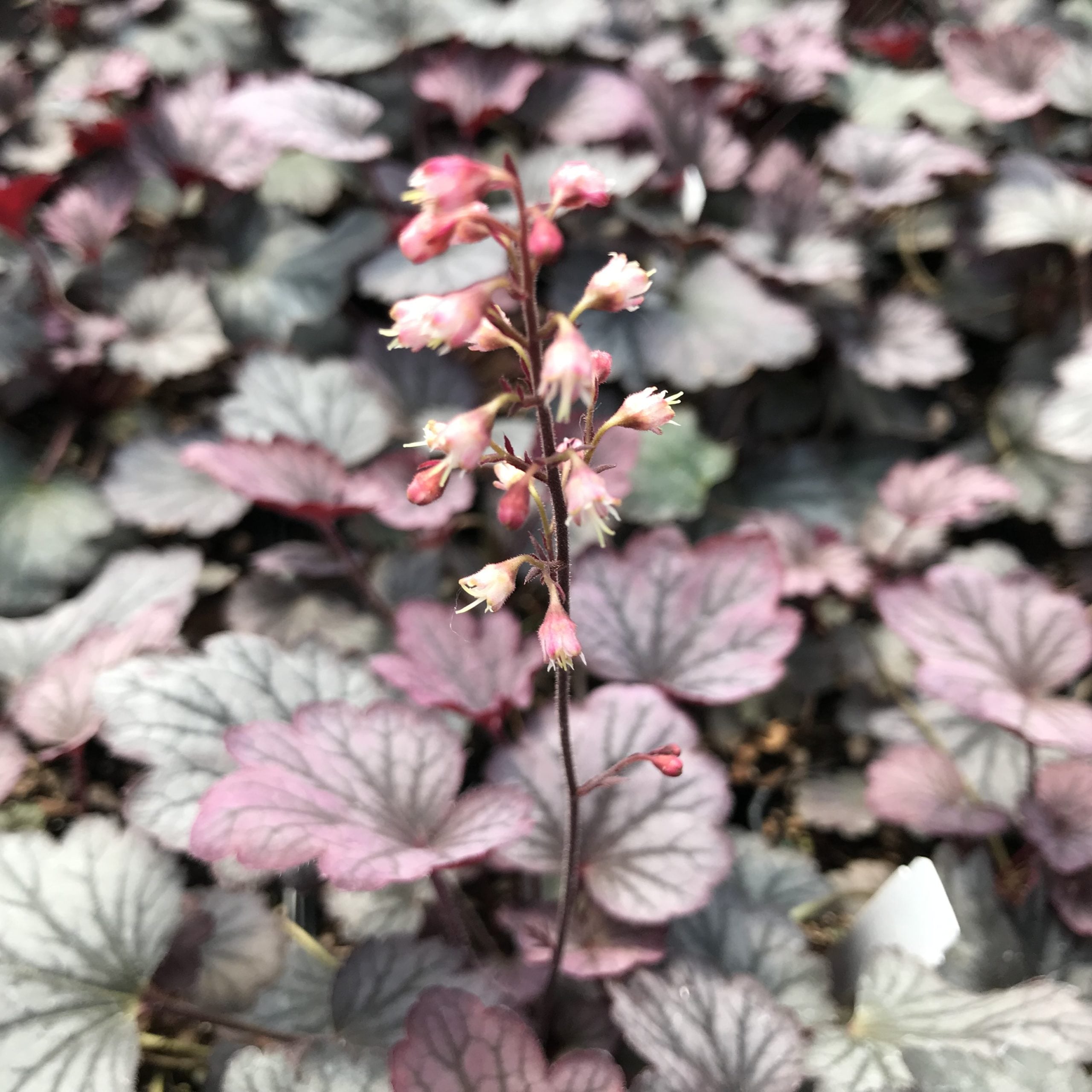 Heuchera 'Carnival Rose Granita'- Coral Bells (4.5" Pot) - Image 5