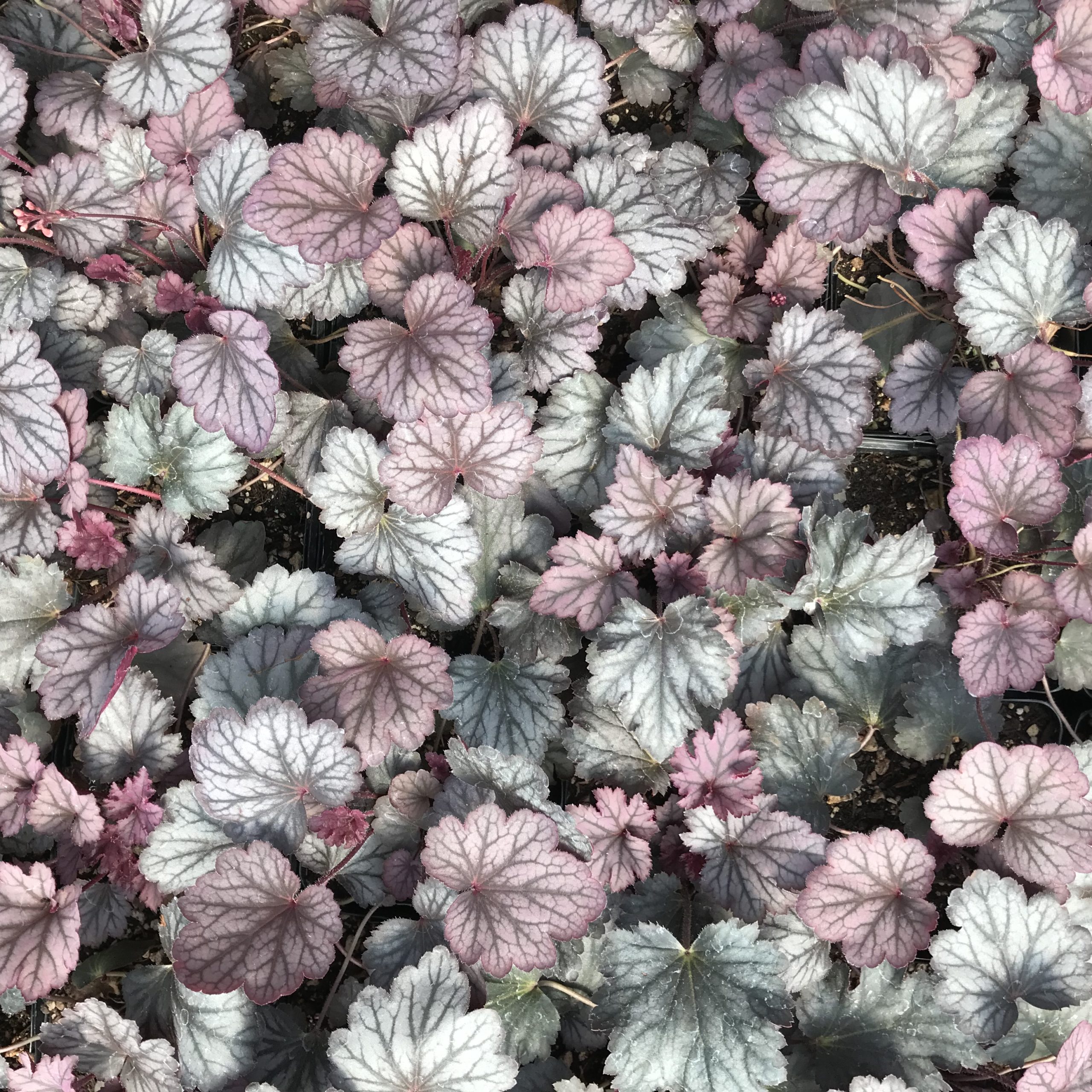 Heuchera 'Carnival Rose Granita'- Coral Bells (4.5" Pot) - Image 6