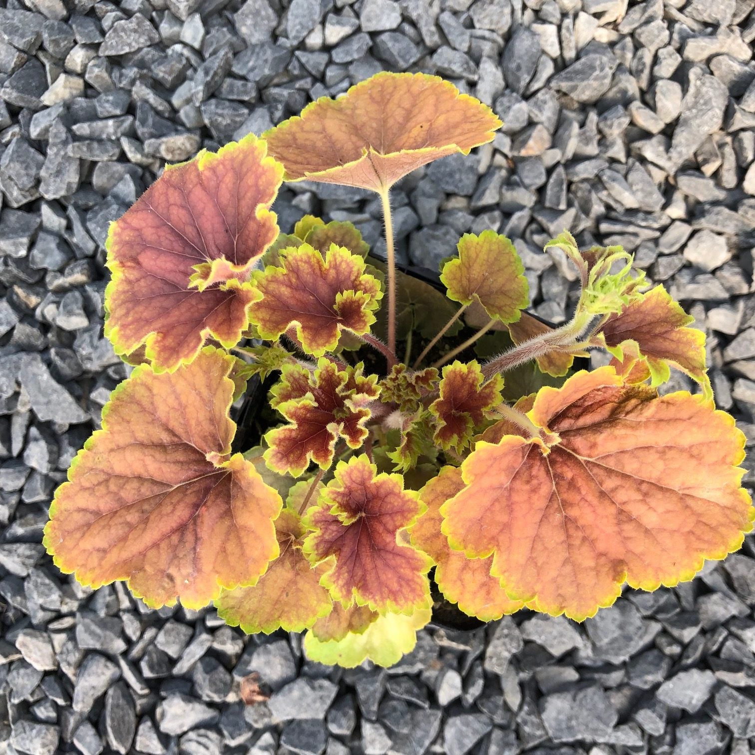 Heuchera 'Delta Dawn' USPP #23545 - Coral Bells (4.5" Pot) - Image 2