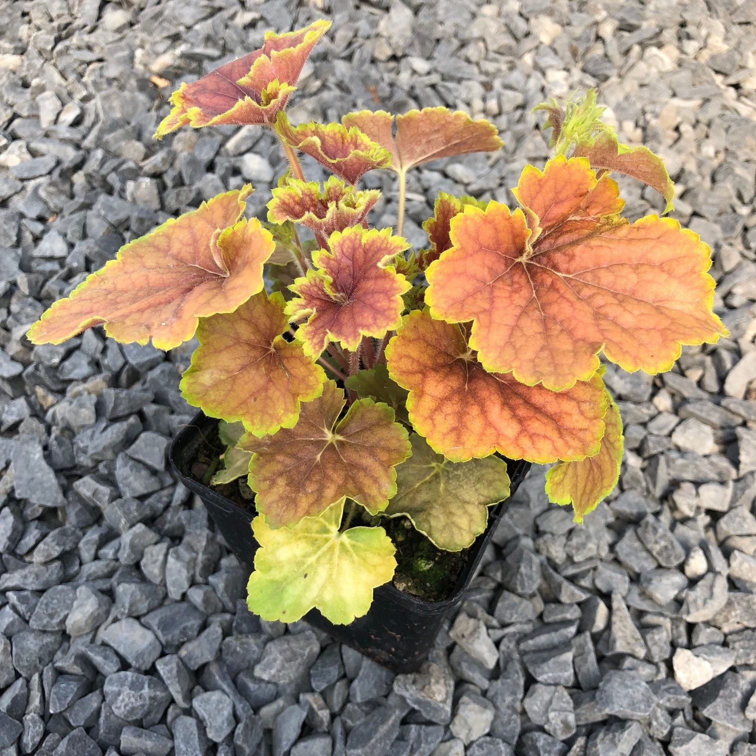 Heuchera 'Delta Dawn' USPP #23545 - Coral Bells (4.5" Pot) - Image 3