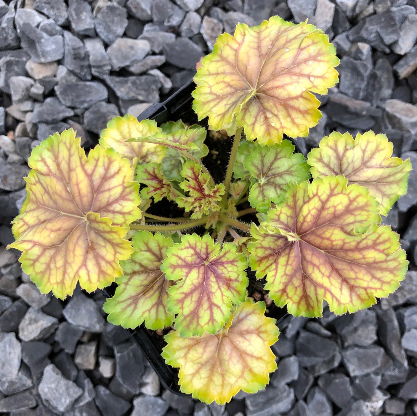 Heuchera Master Painter™ 'Van Gogh'- Coral Bells (4.5" Pot)