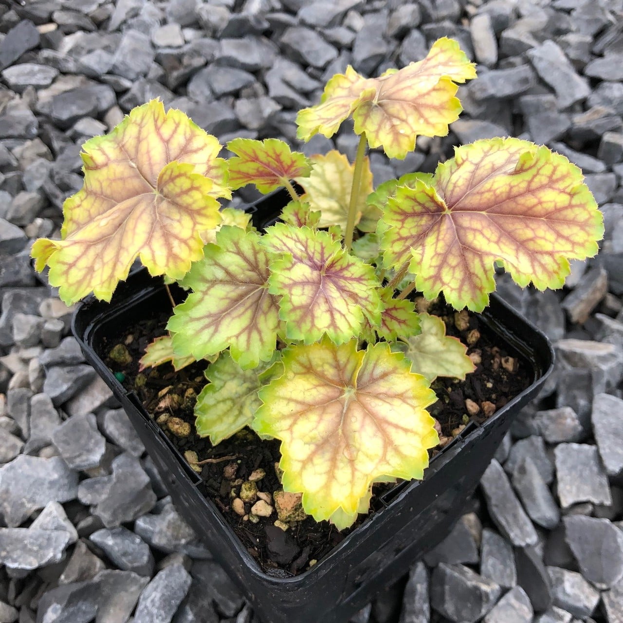 Heuchera Master Painter™ 'Van Gogh'- Coral Bells (4.5" Pot) - Image 2
