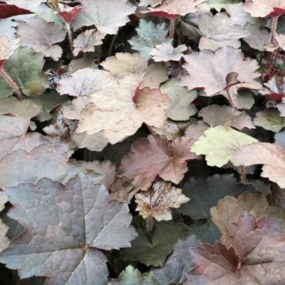 Heuchera micrantha 'Palace Purple Select' - (4" Pot)