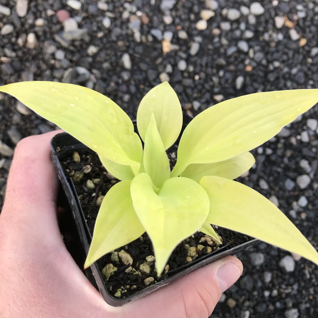 Hosta 'Blaze of Glory' - Plantain Lily (3.5