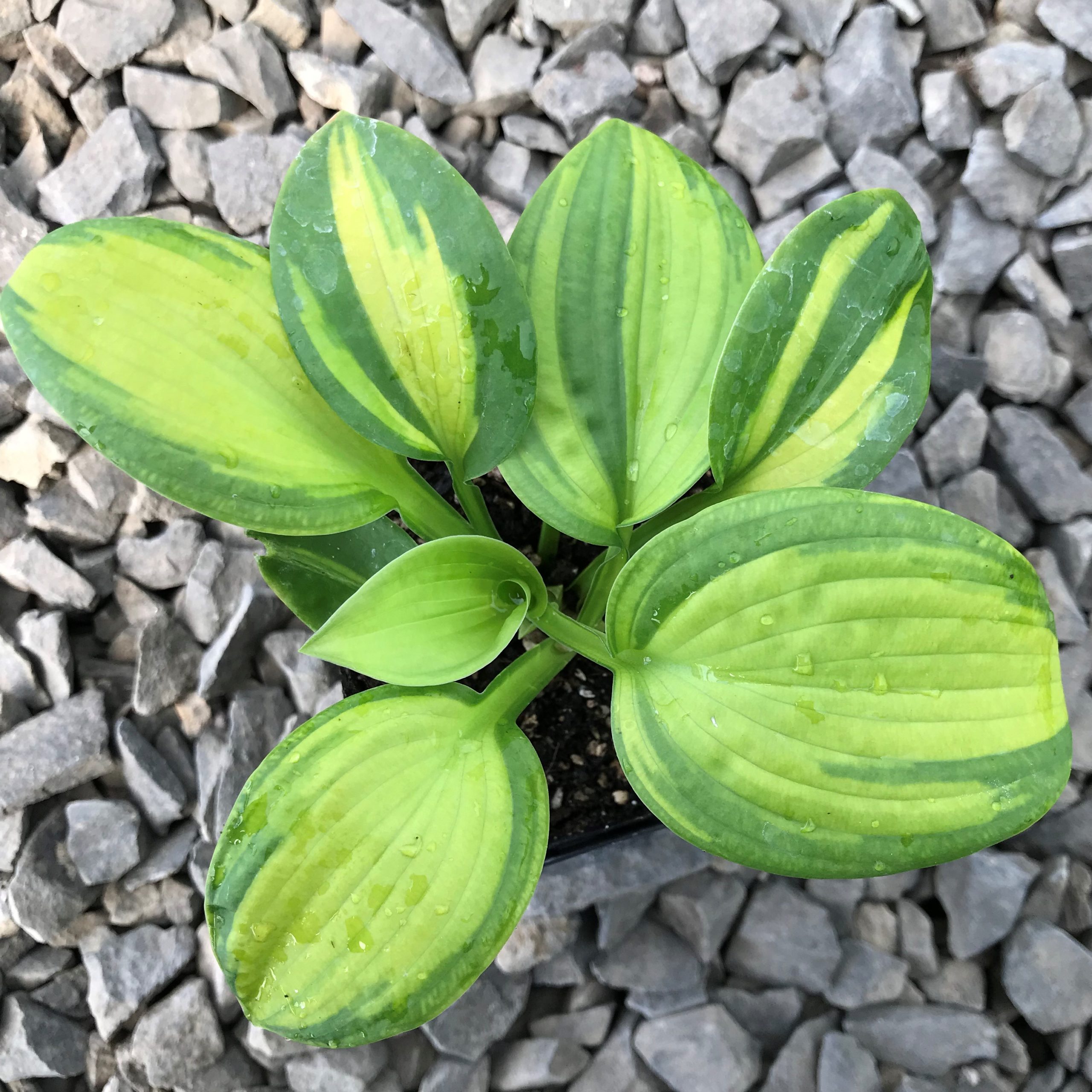Hosta 'Brother Stefan' - Plantain Lily (3.5