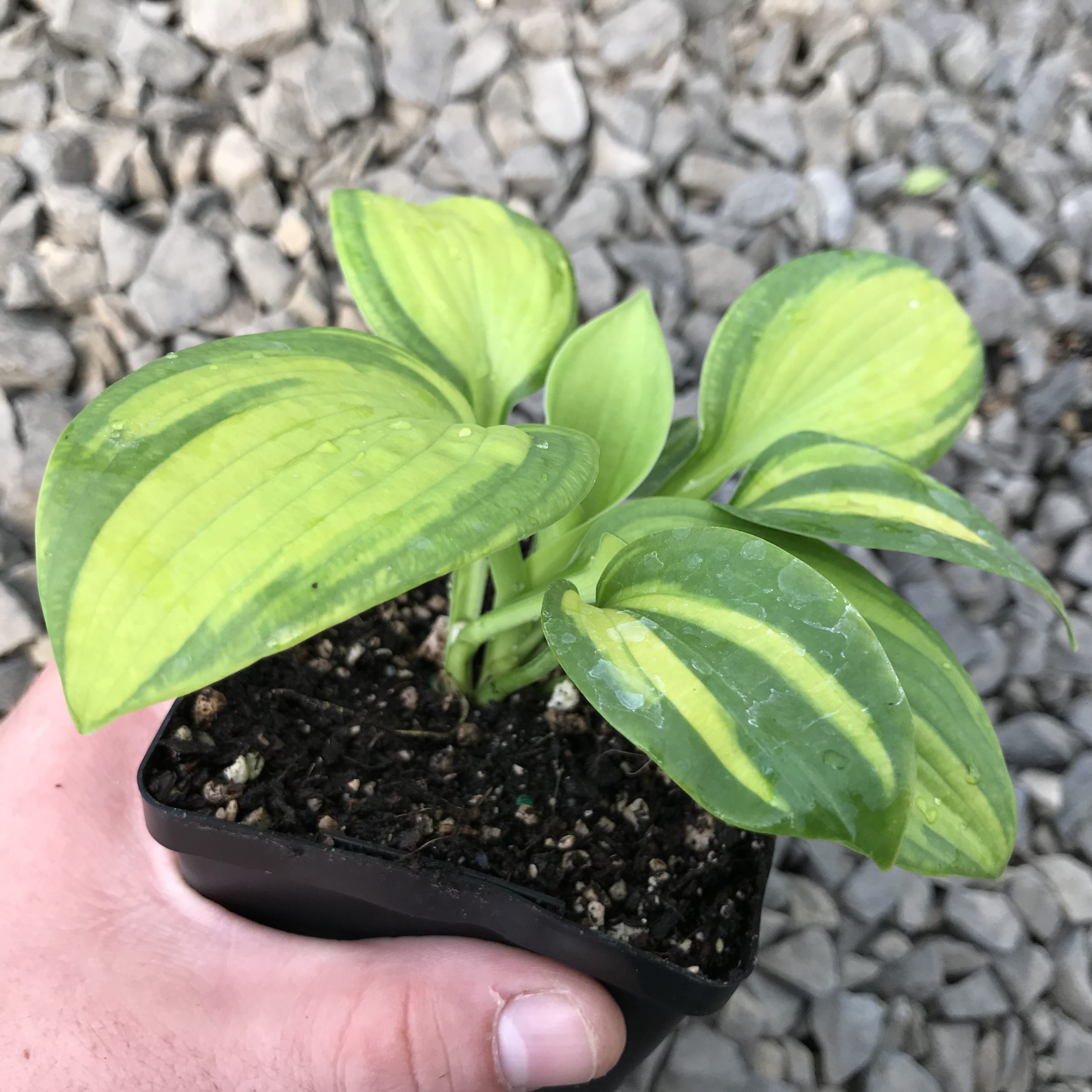Hosta 'Brother Stefan' - Plantain Lily (3.5