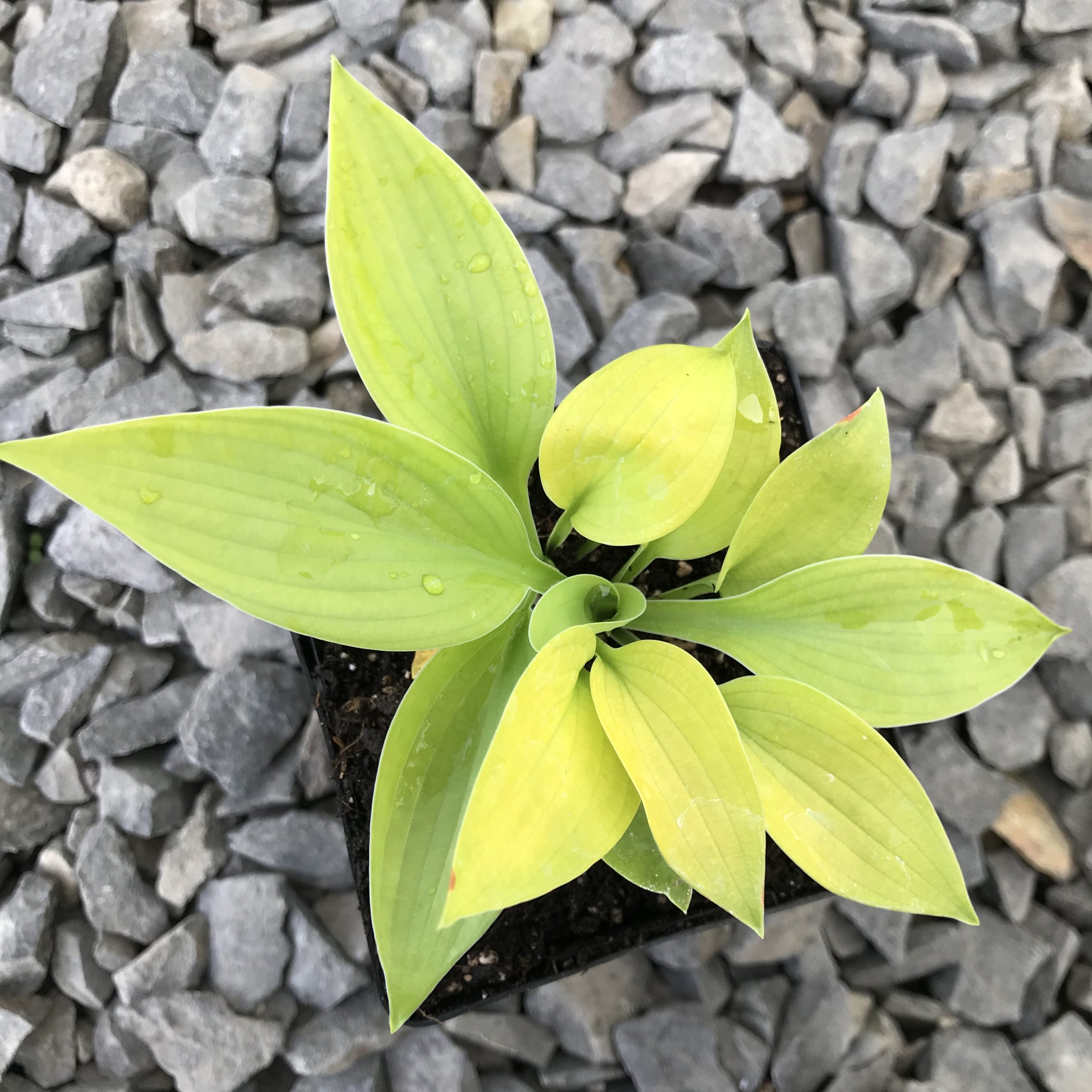 Hosta 'City Lights' - Plantain Lily (3.5" Pot) - Image 2