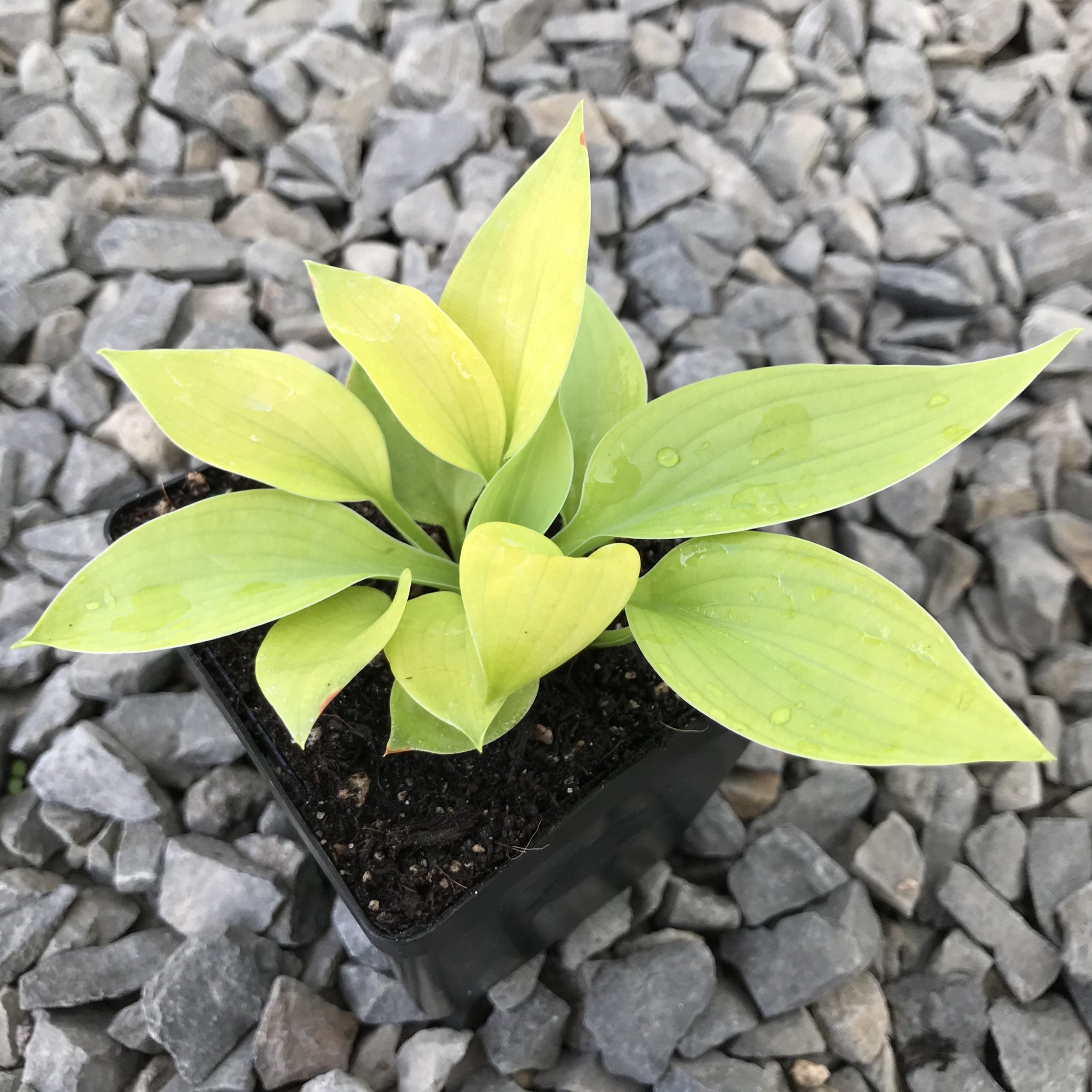 Hosta 'City Lights' - Plantain Lily (3.5" Pot)
