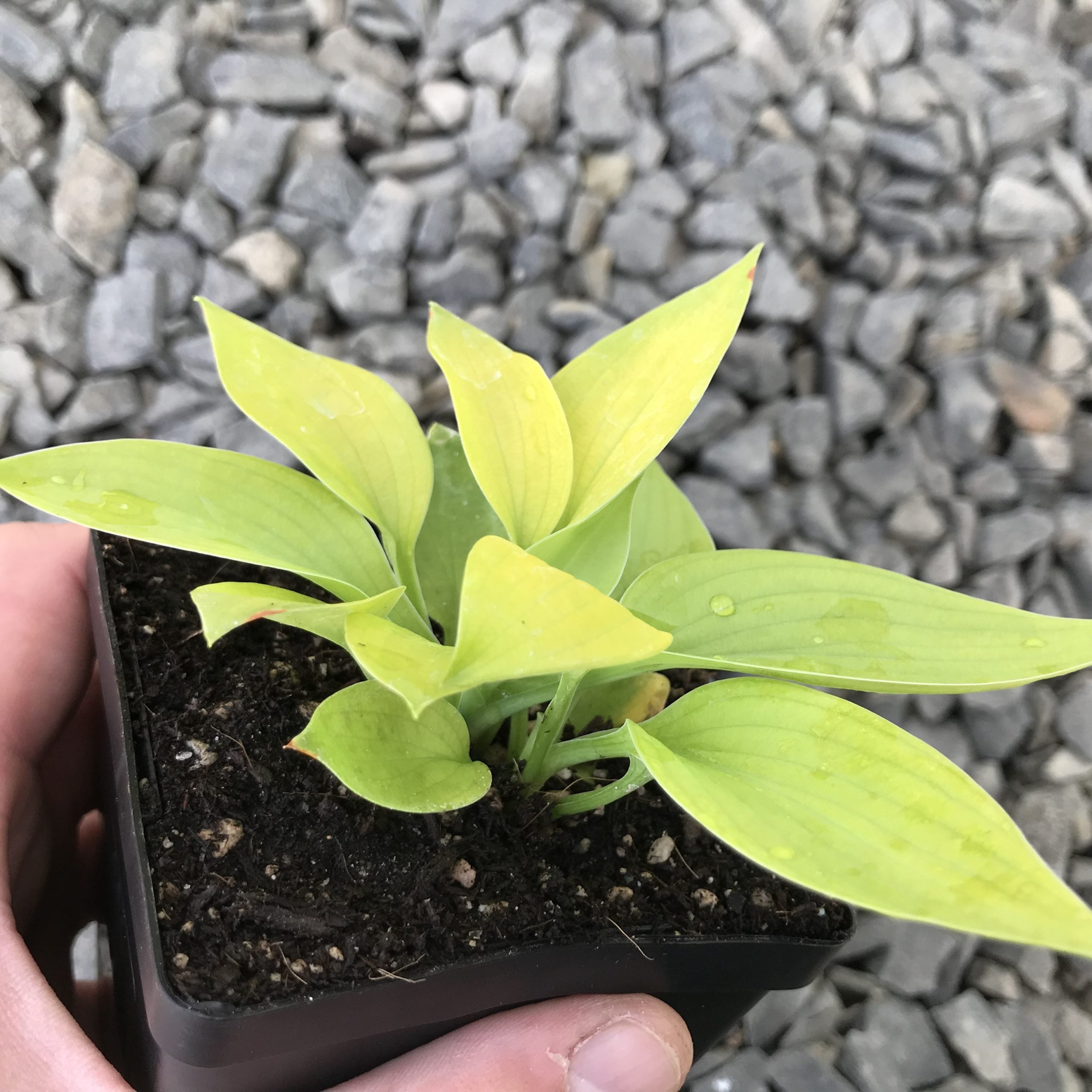 Hosta 'City Lights' - Plantain Lily (3.5" Pot) - Image 3