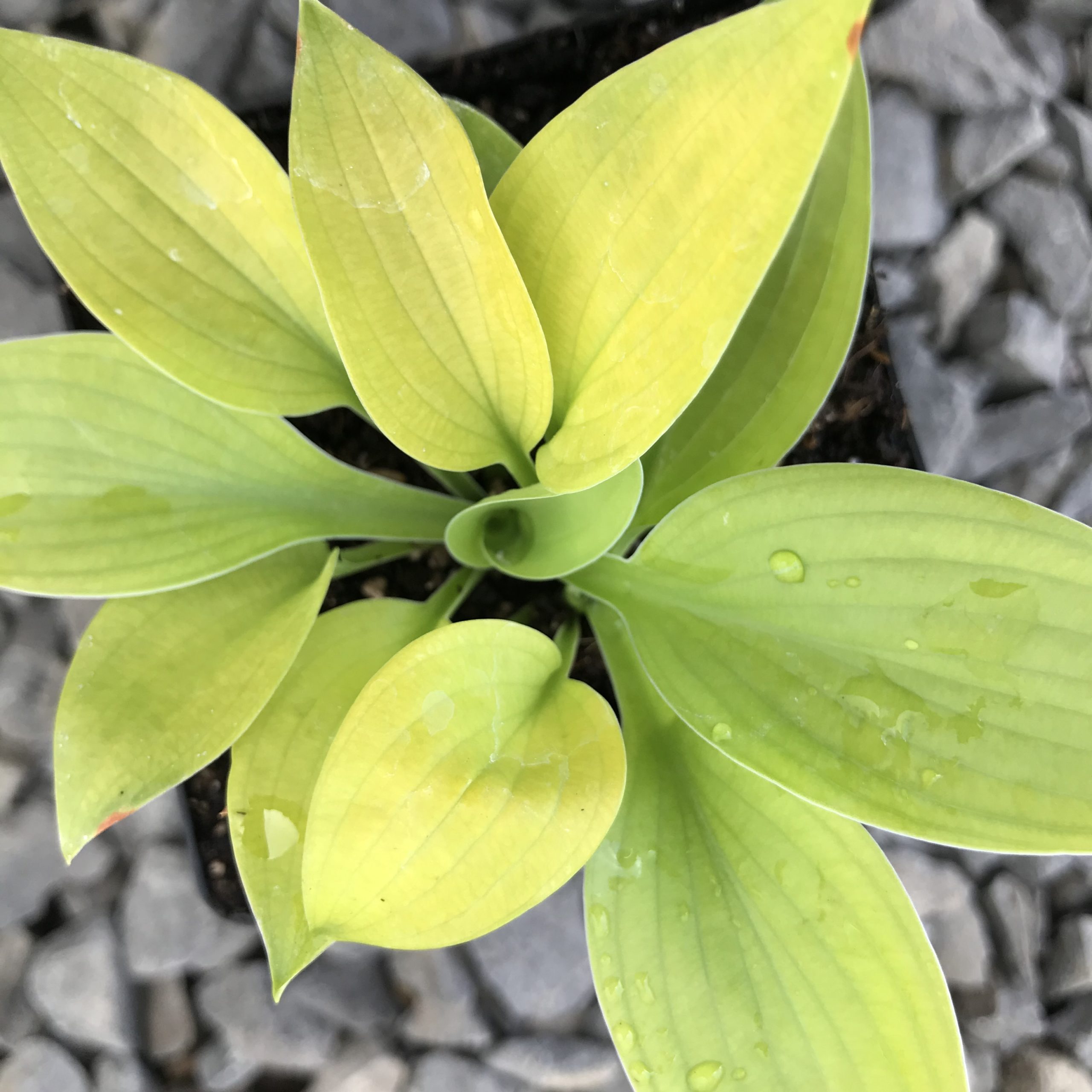 Hosta 'City Lights' - Plantain Lily (3.5" Pot) - Image 4