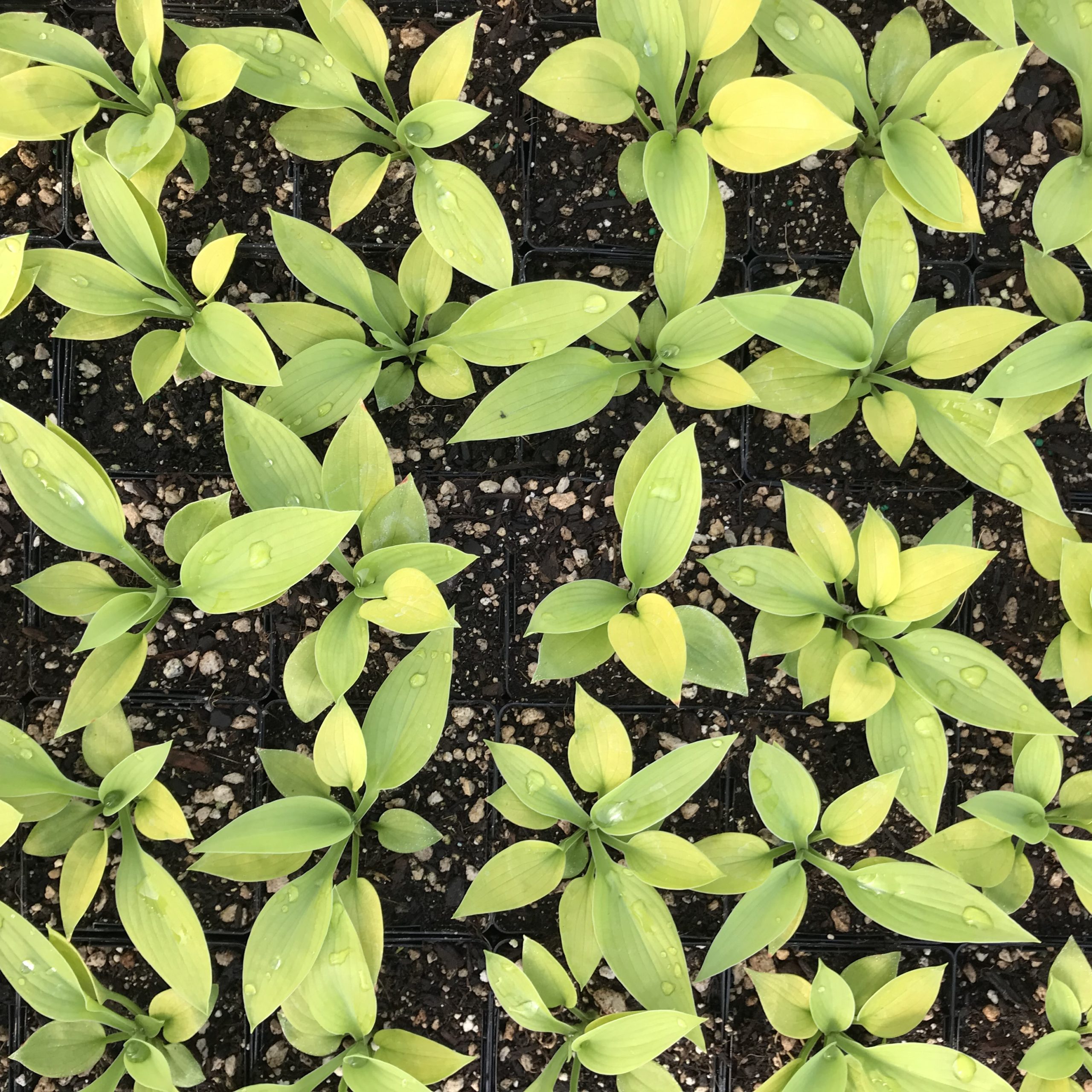 Hosta 'City Lights' - Plantain Lily (3.5" Pot) - Image 5