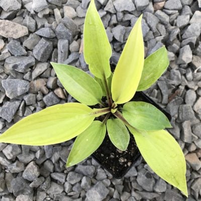 Hosta 'Fire Island' - Plantain Lily (3.5" Pot)