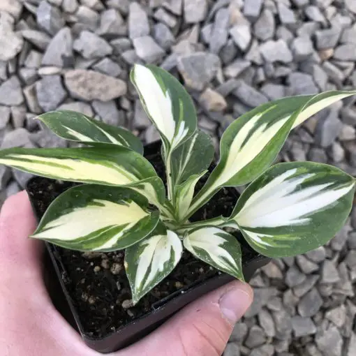 Hosta 'Fire and Ice' - Plantain Lily (3.5" Pot) | Little Prince of Oregon  Nursery