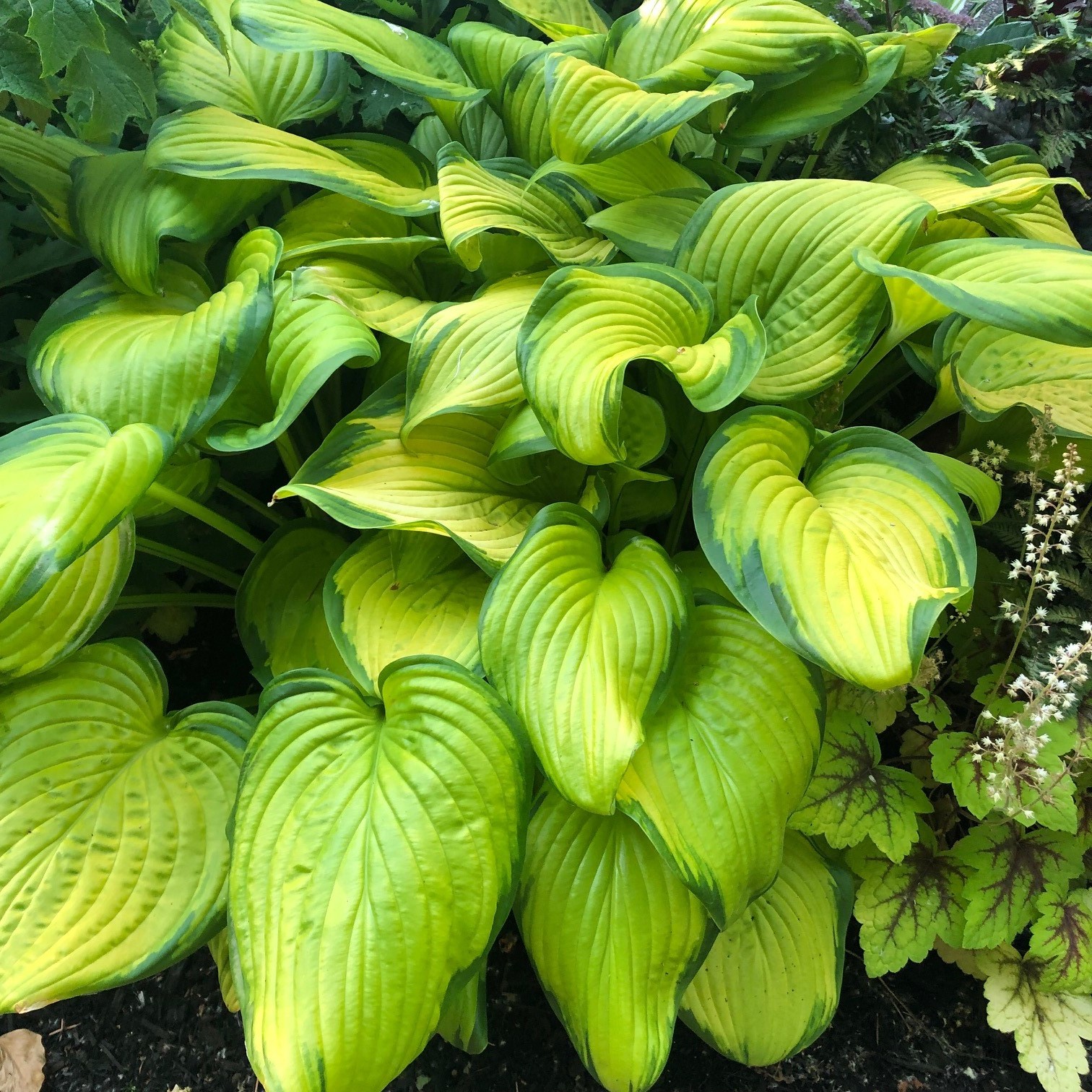 Hosta 'Stained Glass' - Plantain Lily (3.5" Pot)