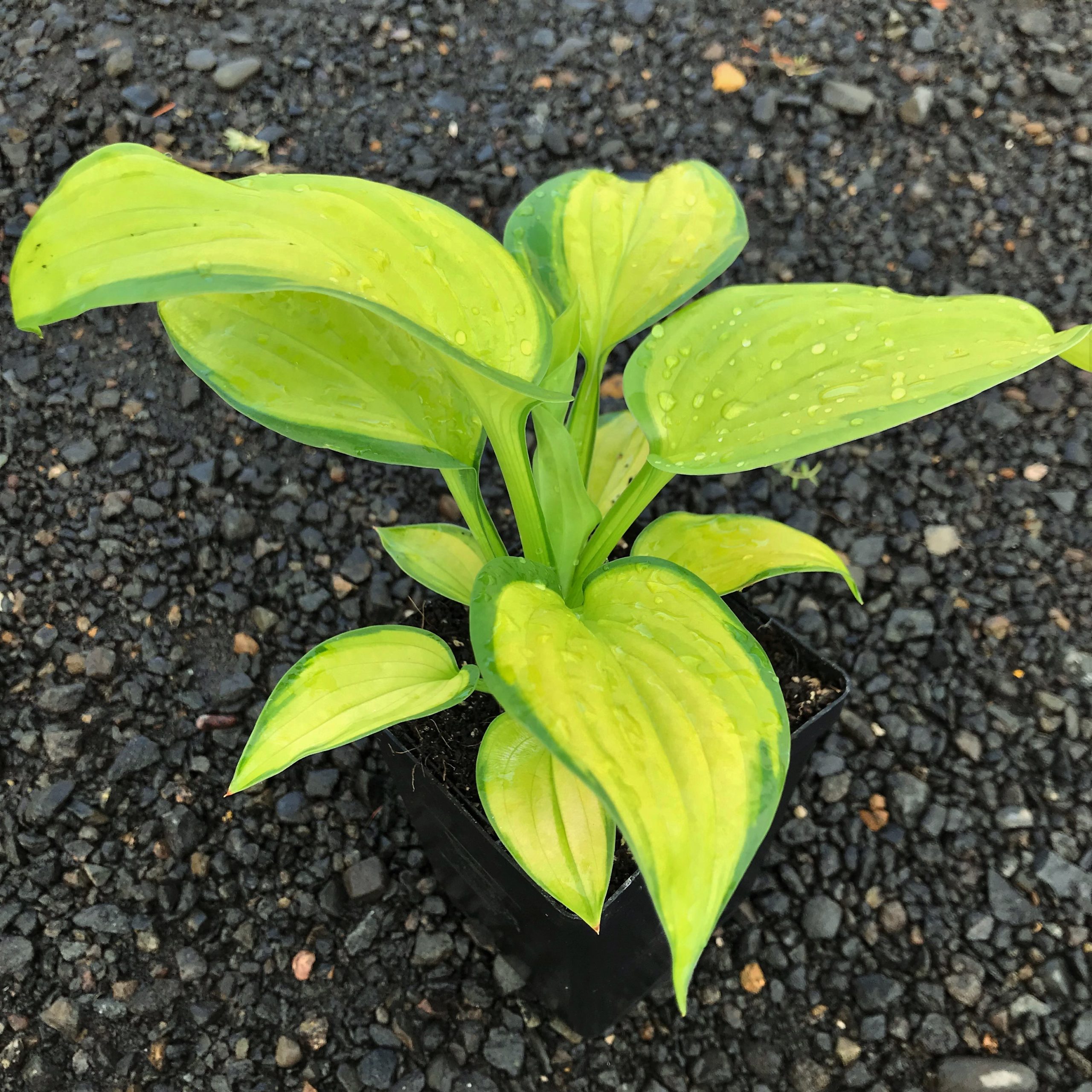 Hosta 'Stained Glass' - Plantain Lily (3.5" Pot) - Image 2