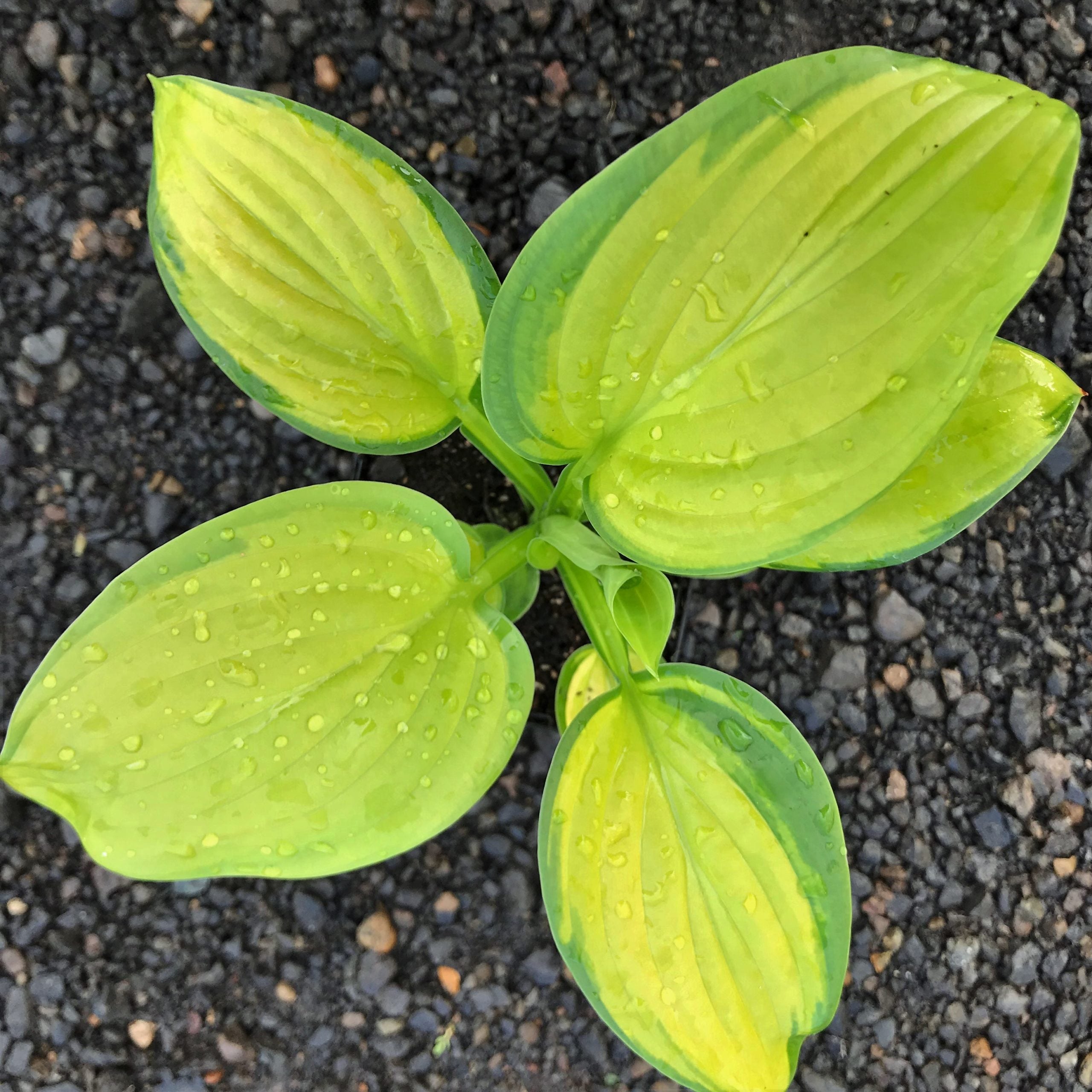 Hosta 'Stained Glass' - Plantain Lily (3.5" Pot) - Image 3