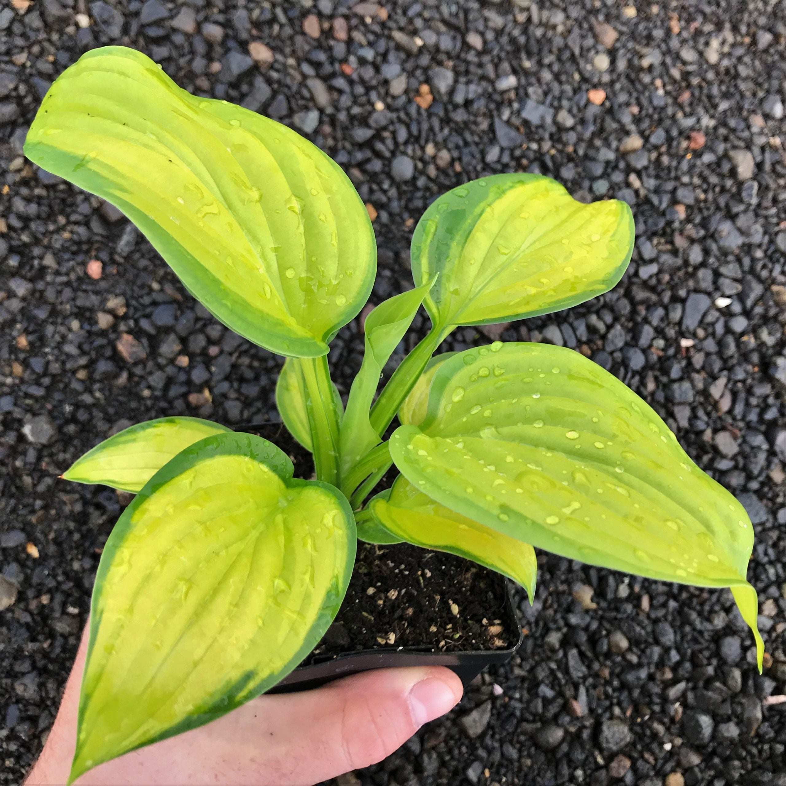 Hosta 'Stained Glass' - Plantain Lily (3.5" Pot) - Image 4