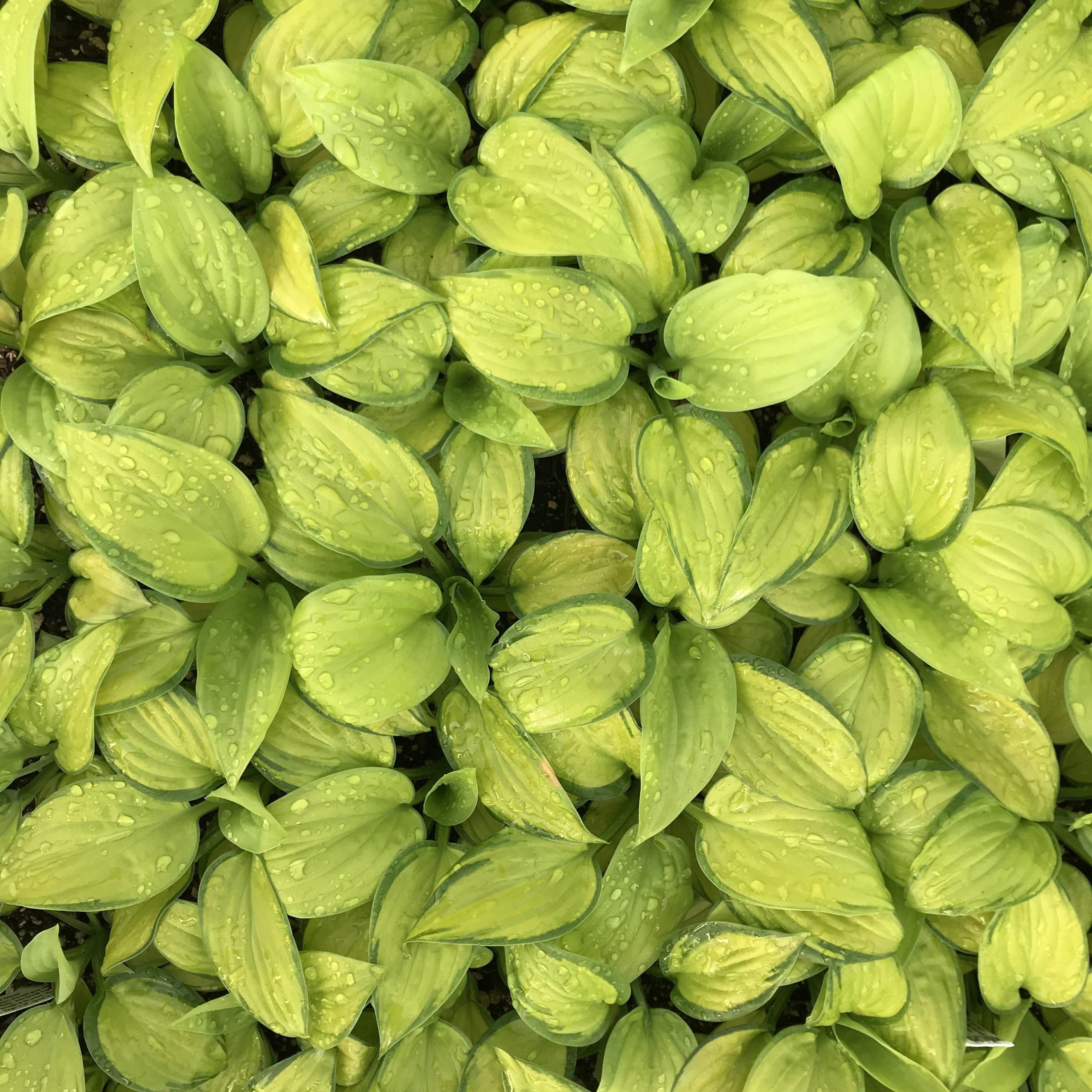 Hosta 'Stained Glass' - Plantain Lily (3.5" Pot) - Image 5