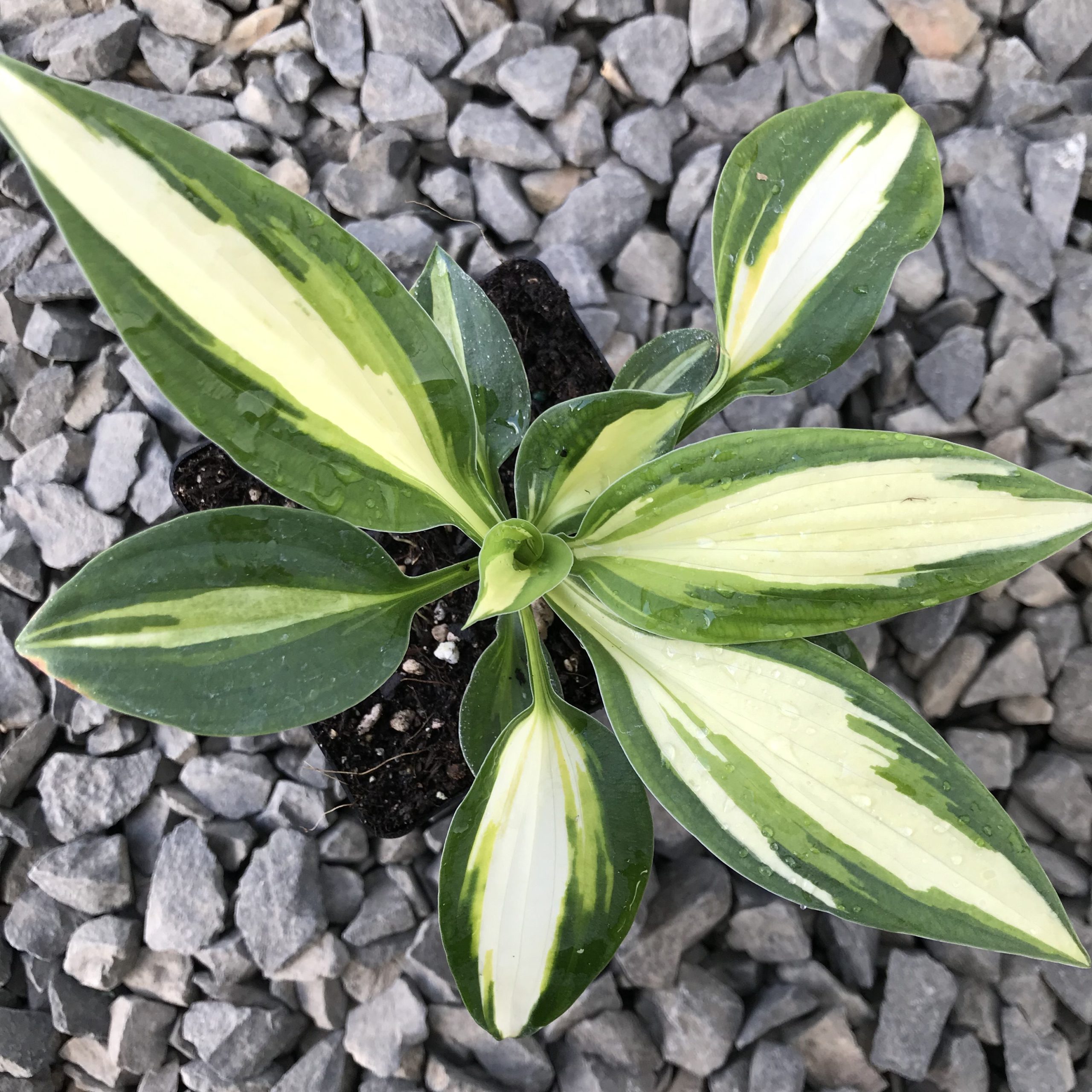 Hosta 'Vulcan' - Plantain Lily (3.5" Pot)