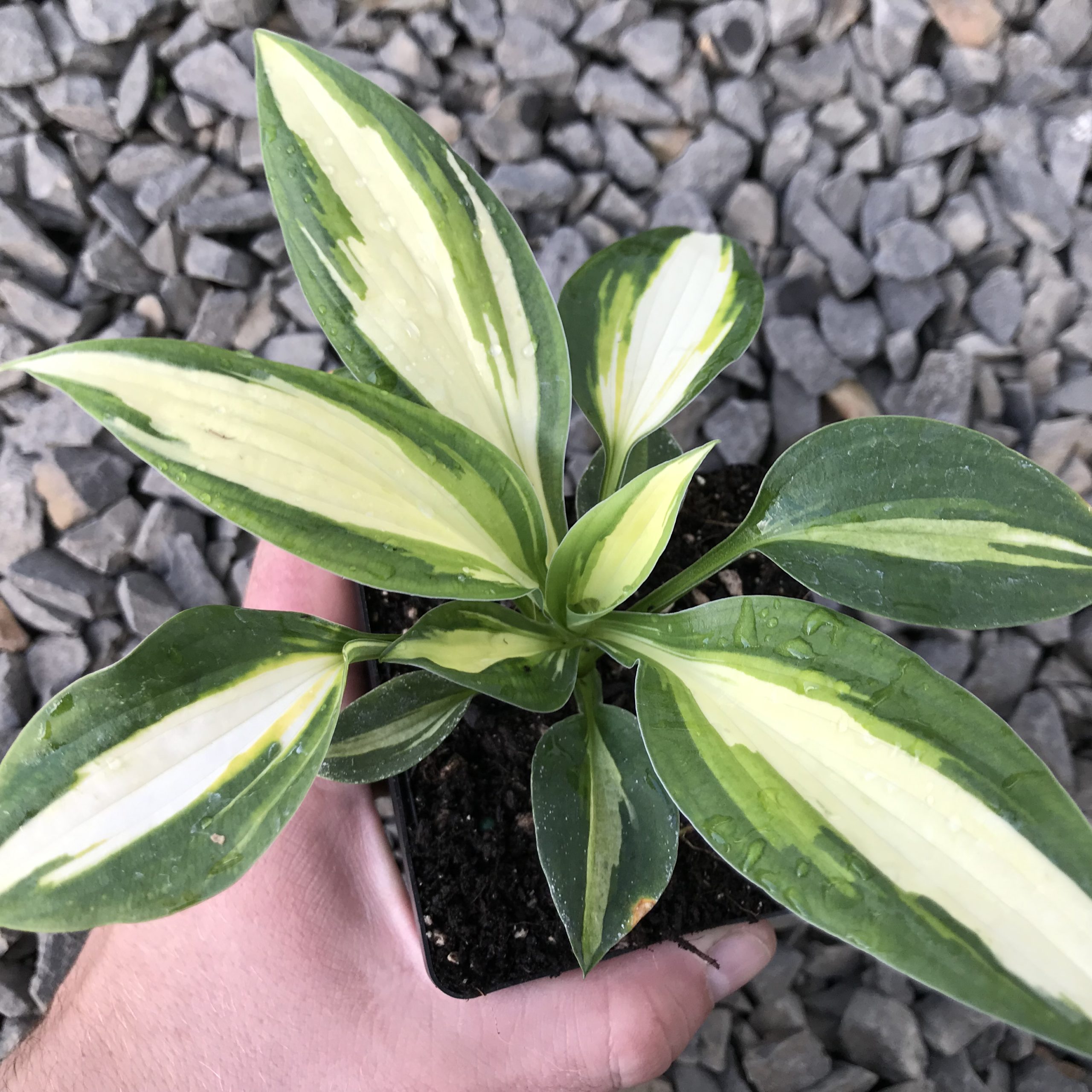 Hosta 'Vulcan' - Plantain Lily (3.5" Pot) - Image 3