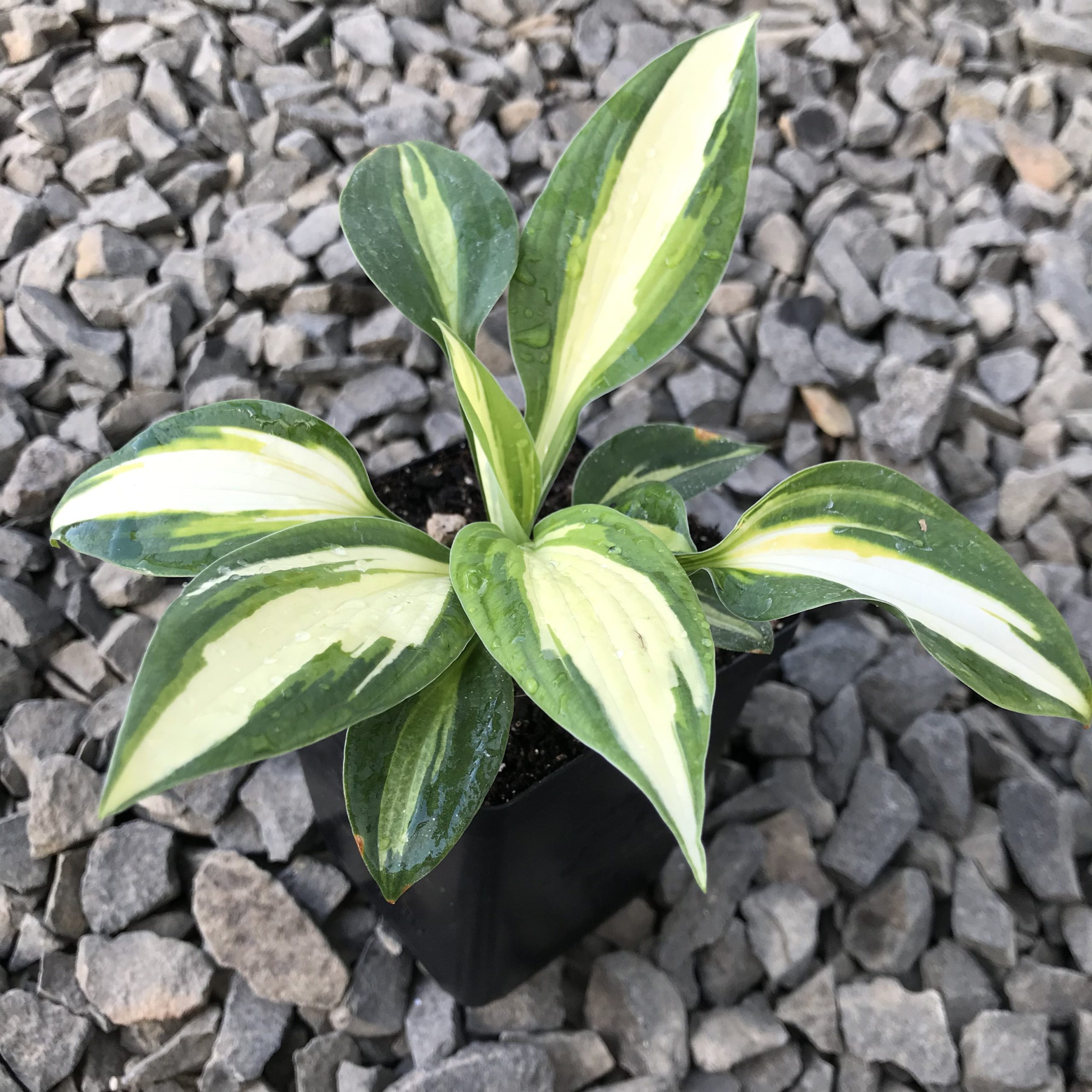Hosta 'Vulcan' - Plantain Lily (3.5" Pot) - Image 2
