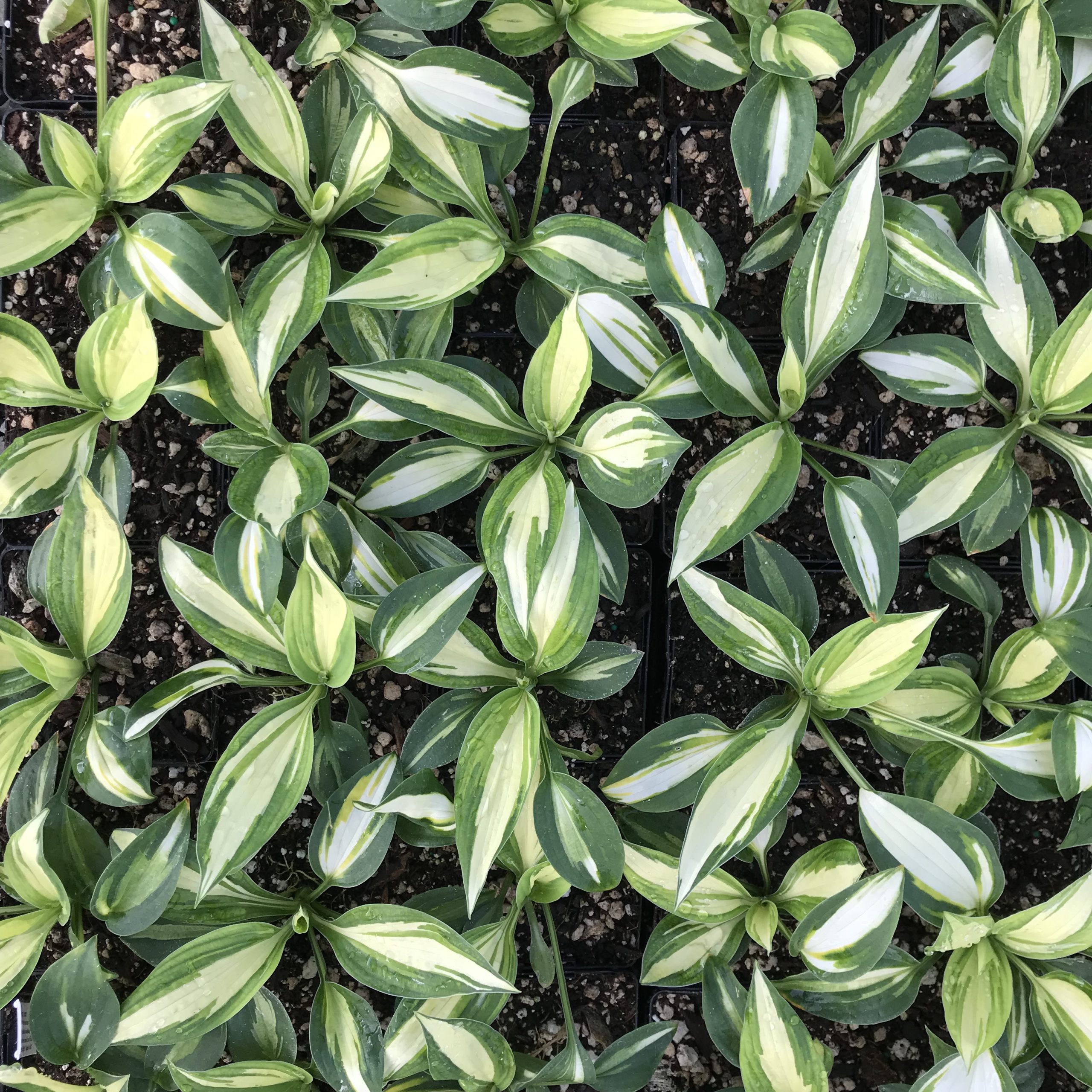 Hosta 'Vulcan' - Plantain Lily (3.5" Pot) - Image 4
