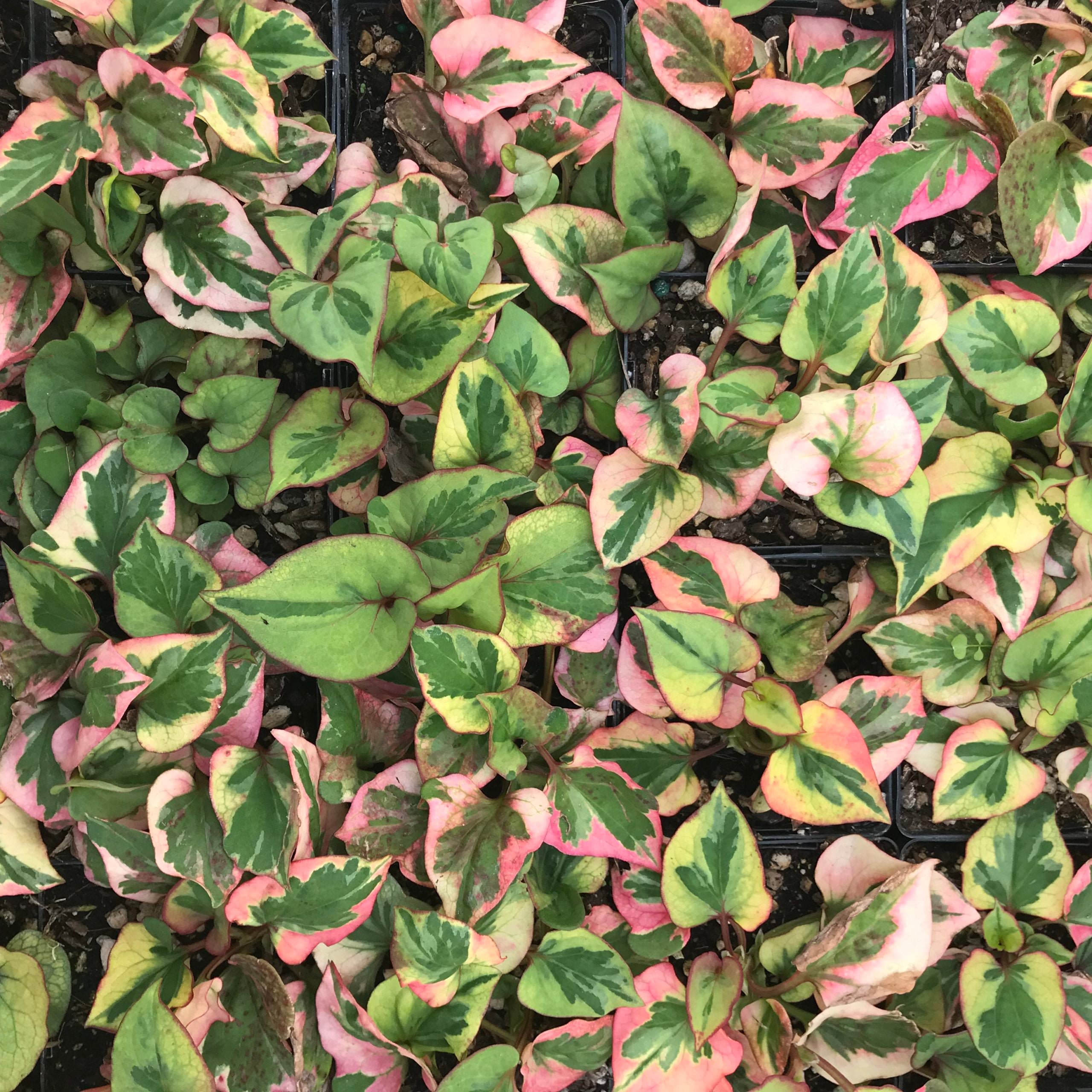 elho plant pots Elho Vibes Fold Plant Pot main image 1