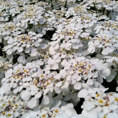 Iberis 'Masterpiece' - Candy Tuft USPP #22,280 (4.5" Pot)
