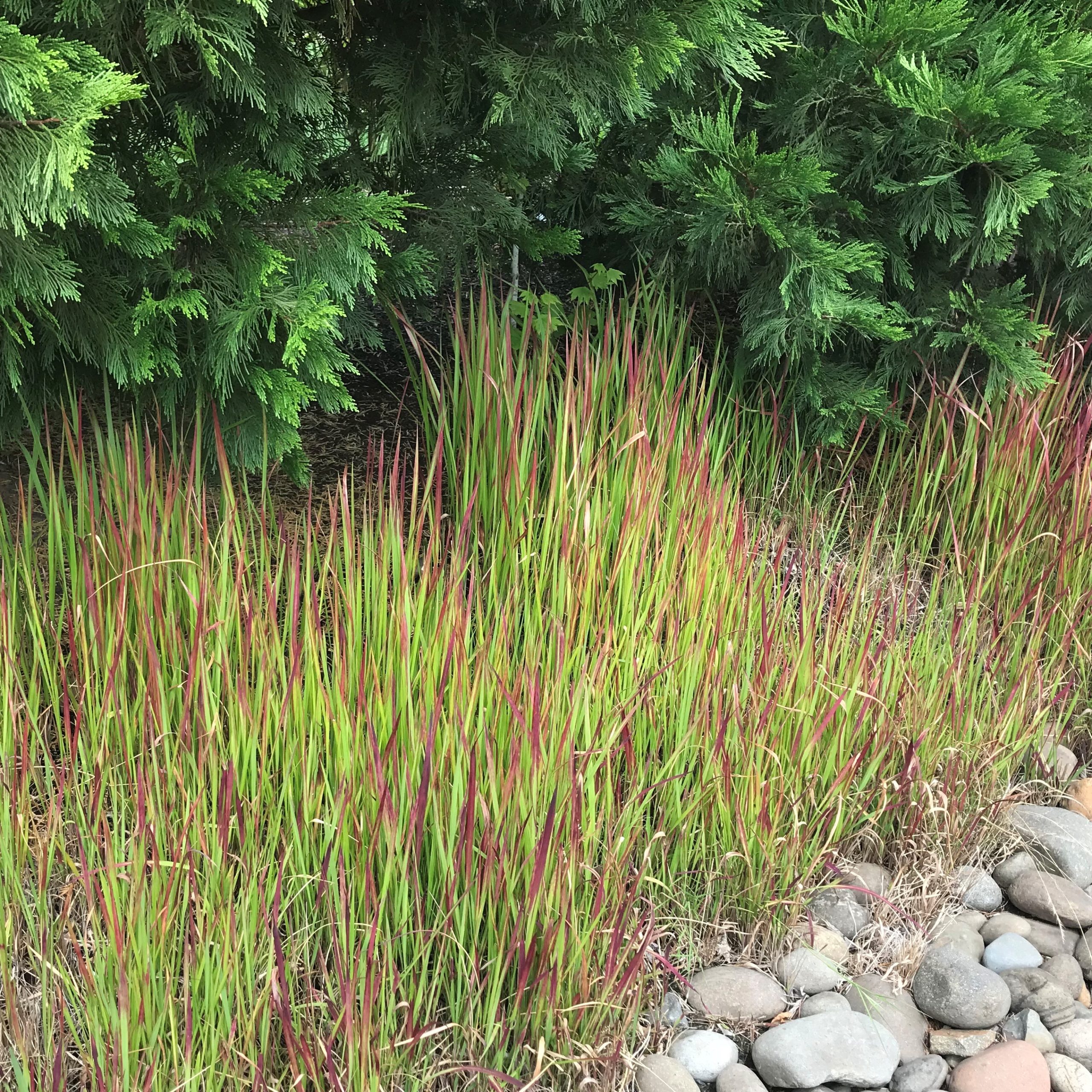 Imperata cylindrica 'Red Baron' - Japanese Blood Grass (3.5" Pot) | Little  Prince of Oregon Nursery