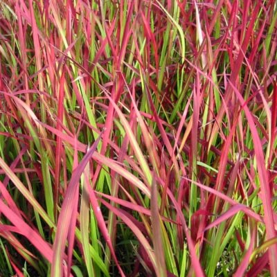 Imperata cylindrica 'Red Baron' - Japanese Blood Grass (3.5" Pot)